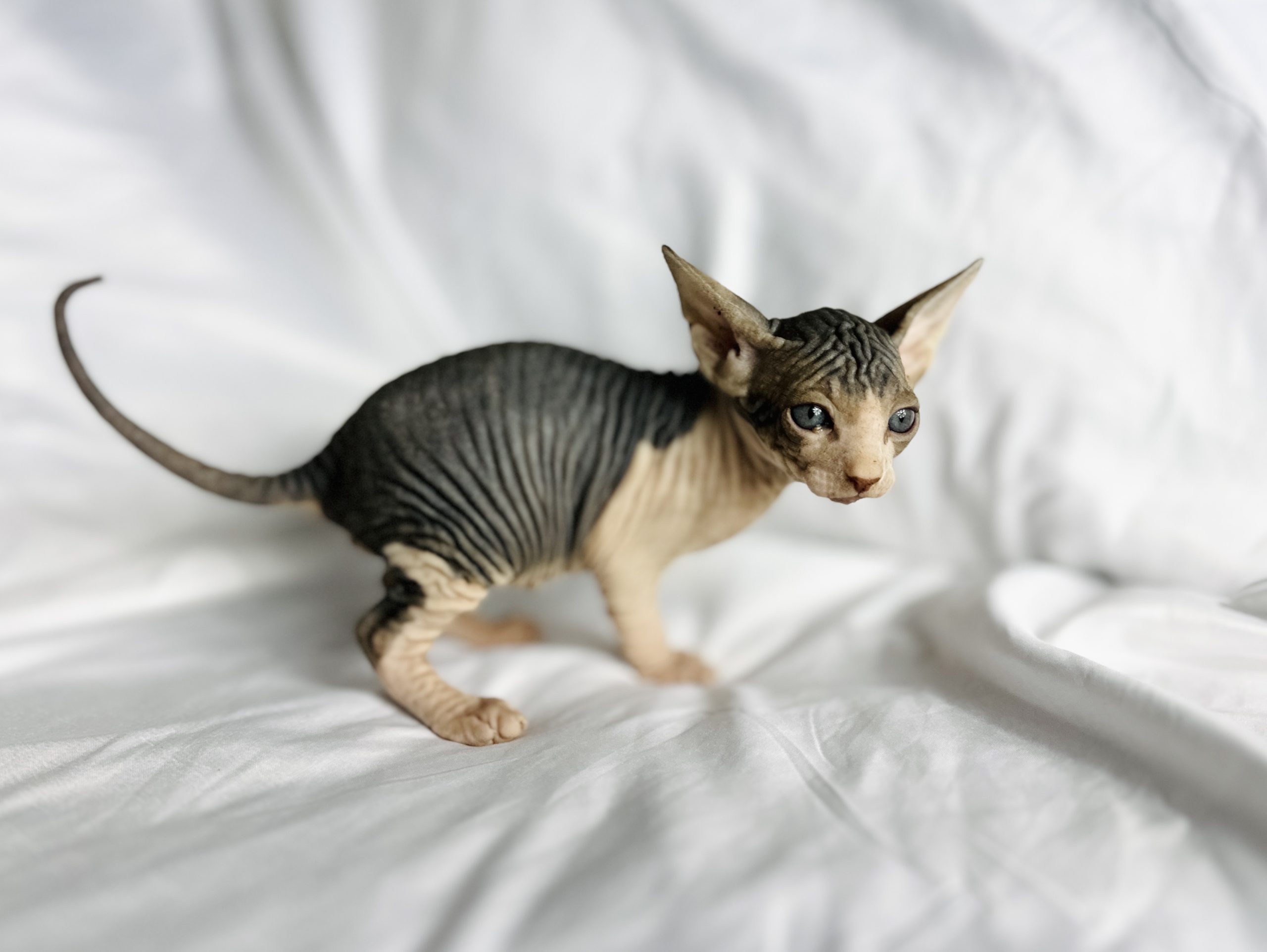 Black White Tuxedo Sphynx Kitten for sale