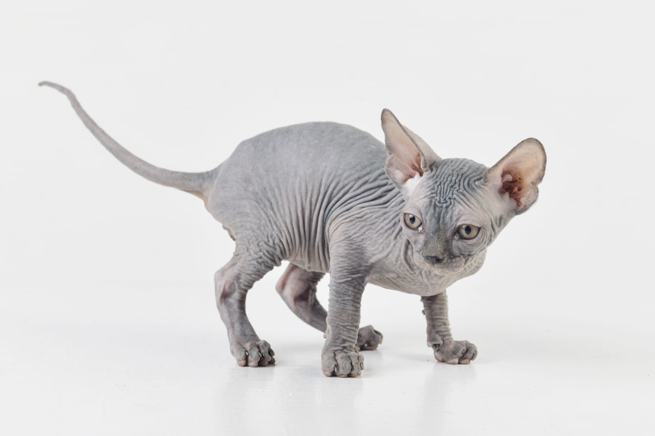 Blue Boy Sphynx Cat for sale