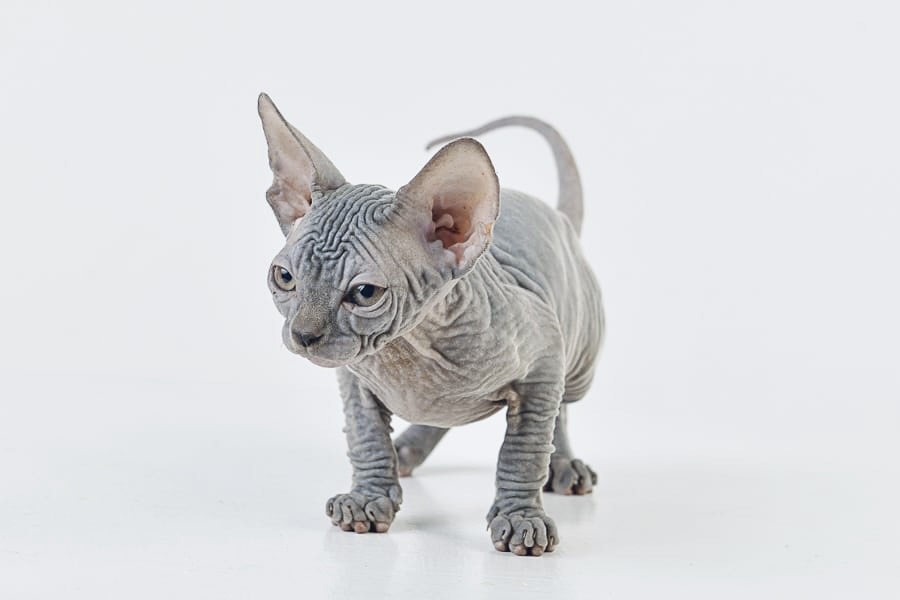 Solid Blue Girl Sphynx cat for sale