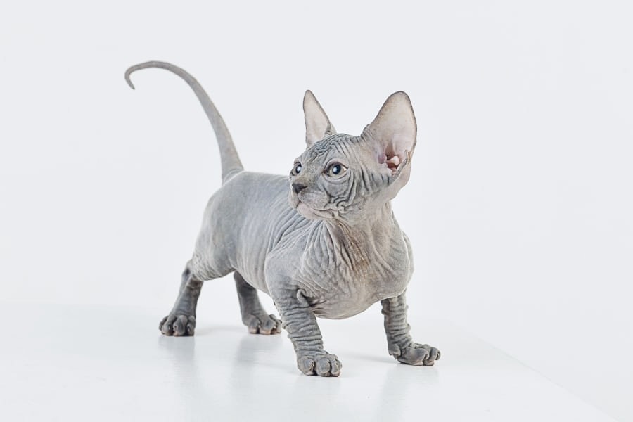 Solid Blue Girl Sphynx