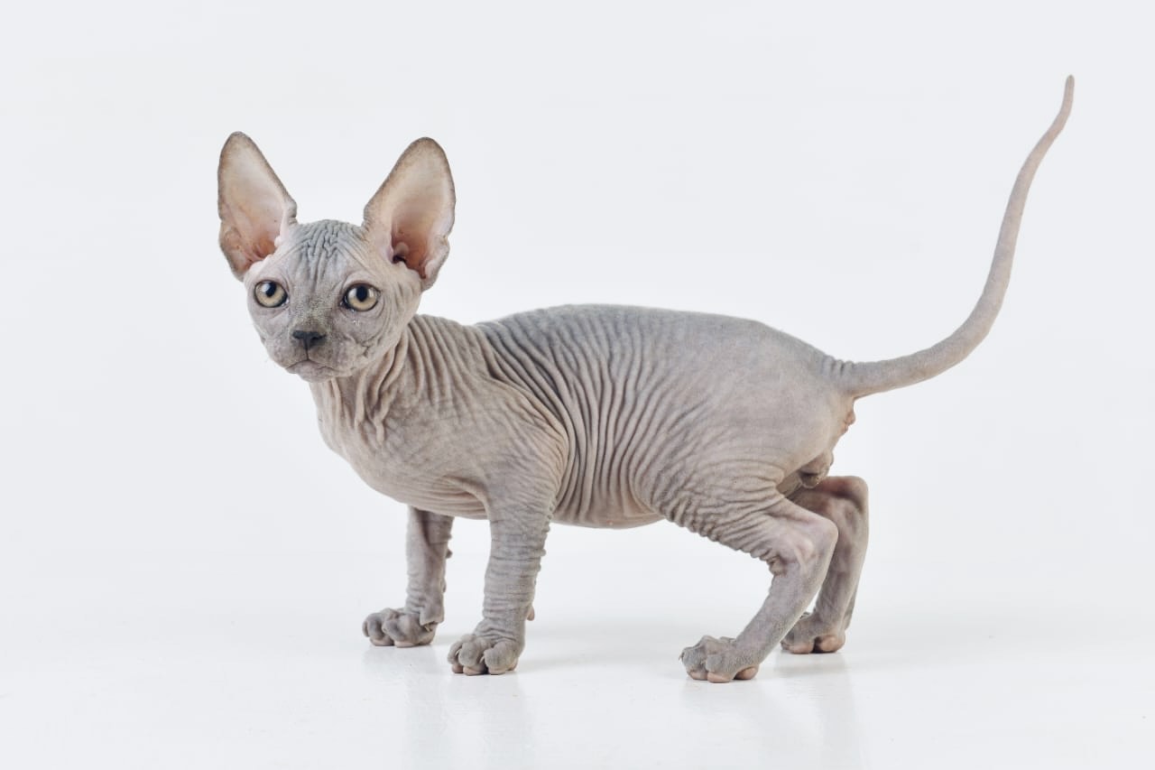 Solid Blue Sphynx for sale