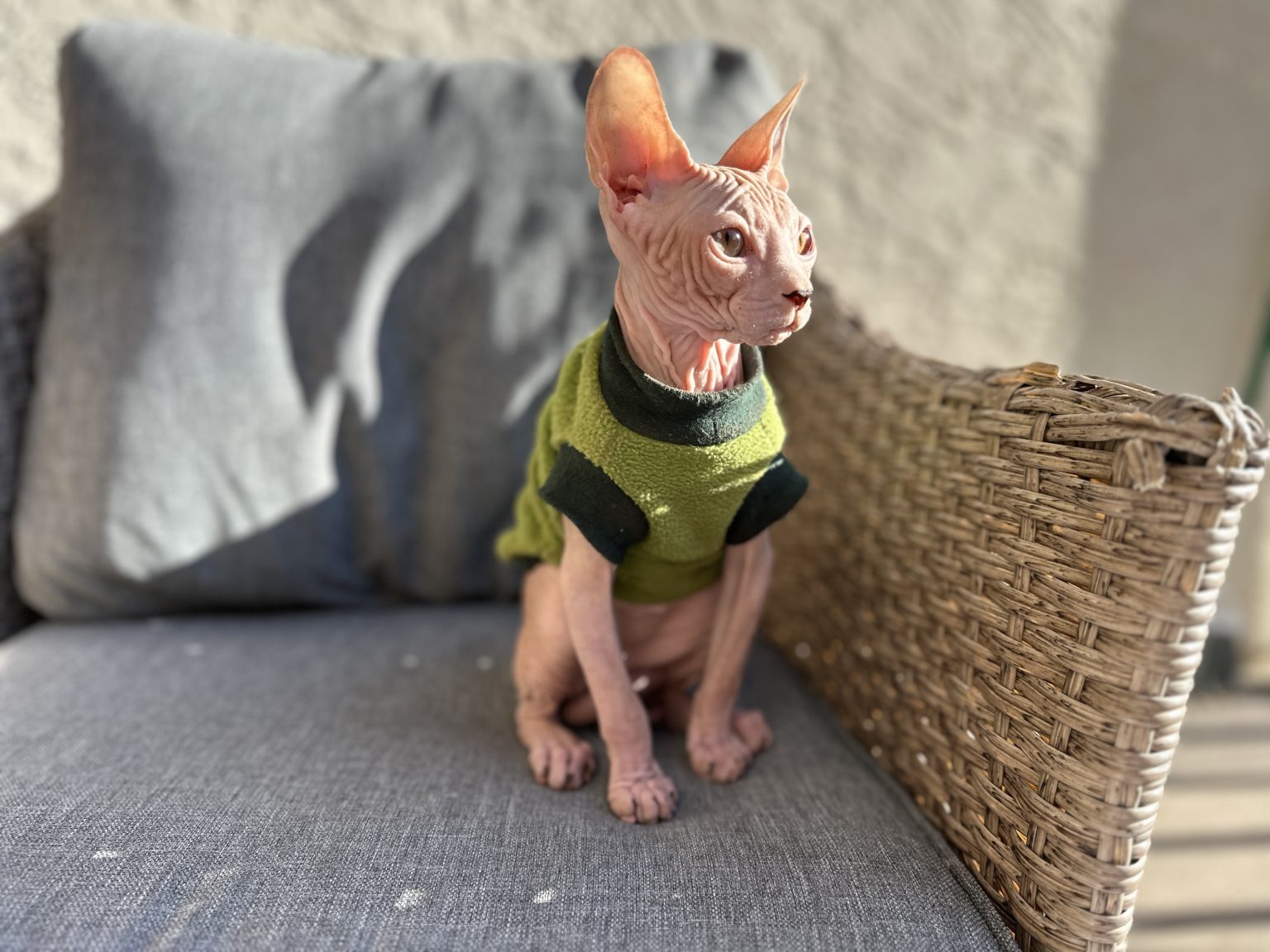 Solid Red Tabby Sphynx kitten for sale