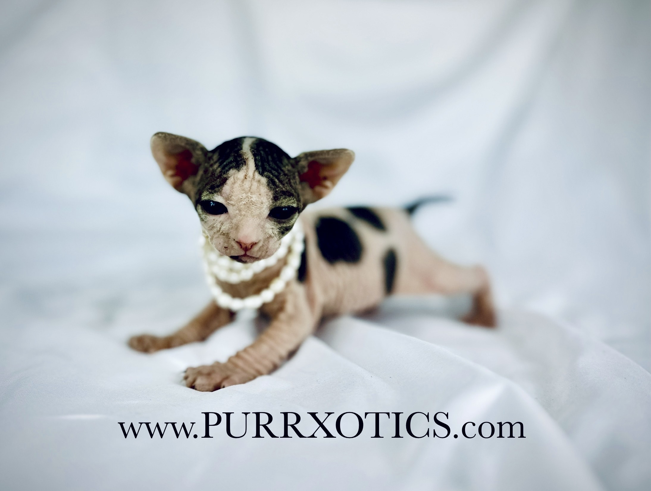 Sphynx Kittens For Sale Philadelphia 74 - hlphn04