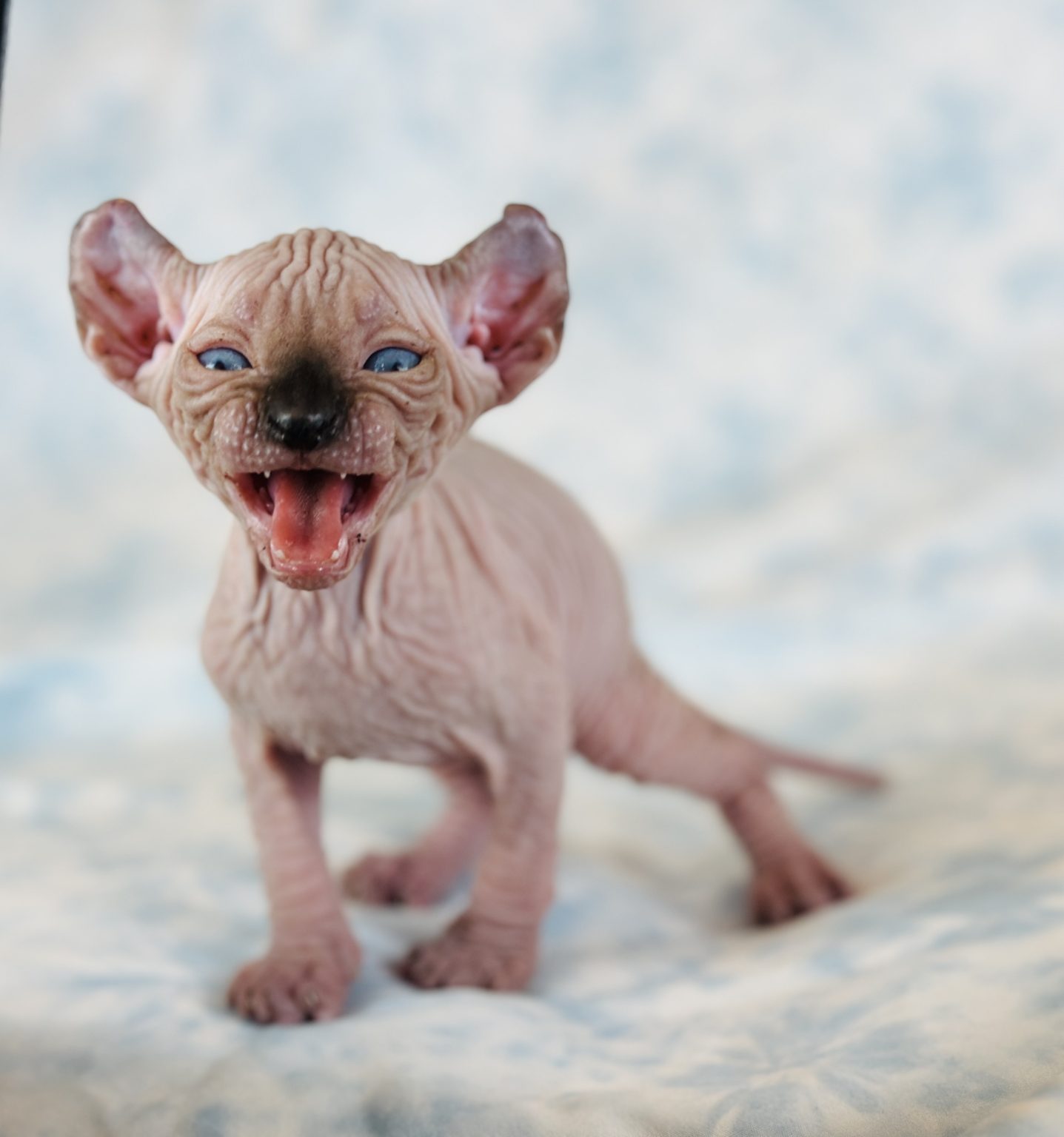 Sphynx Kittens For Sale Philadelphia 74