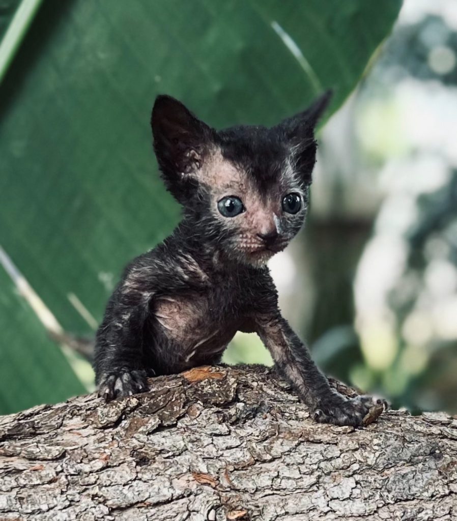 Lykoi Kittens For Sale