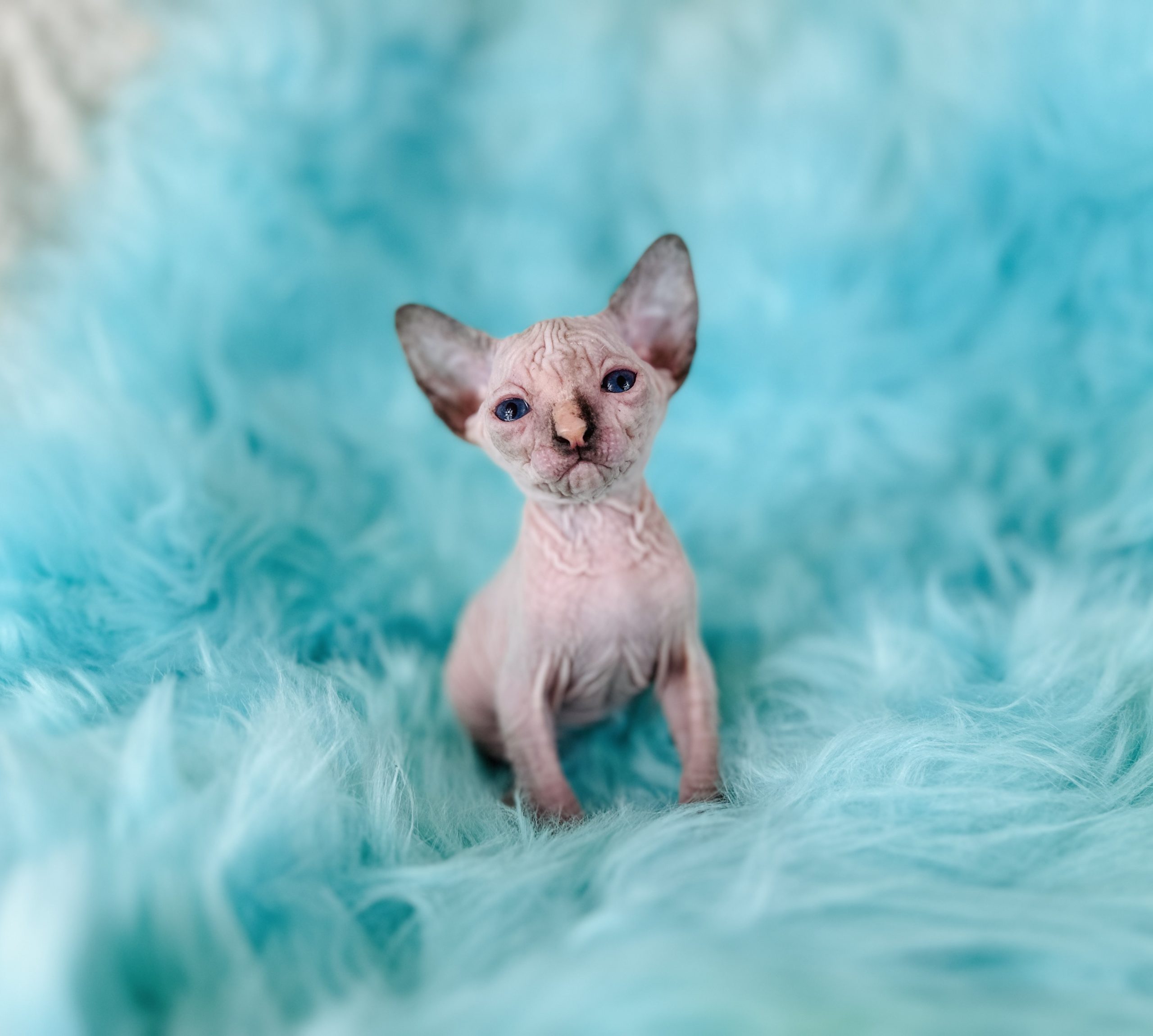 Sphynx Cats for Sale Sphynx Kitten Breeder Purrxotics