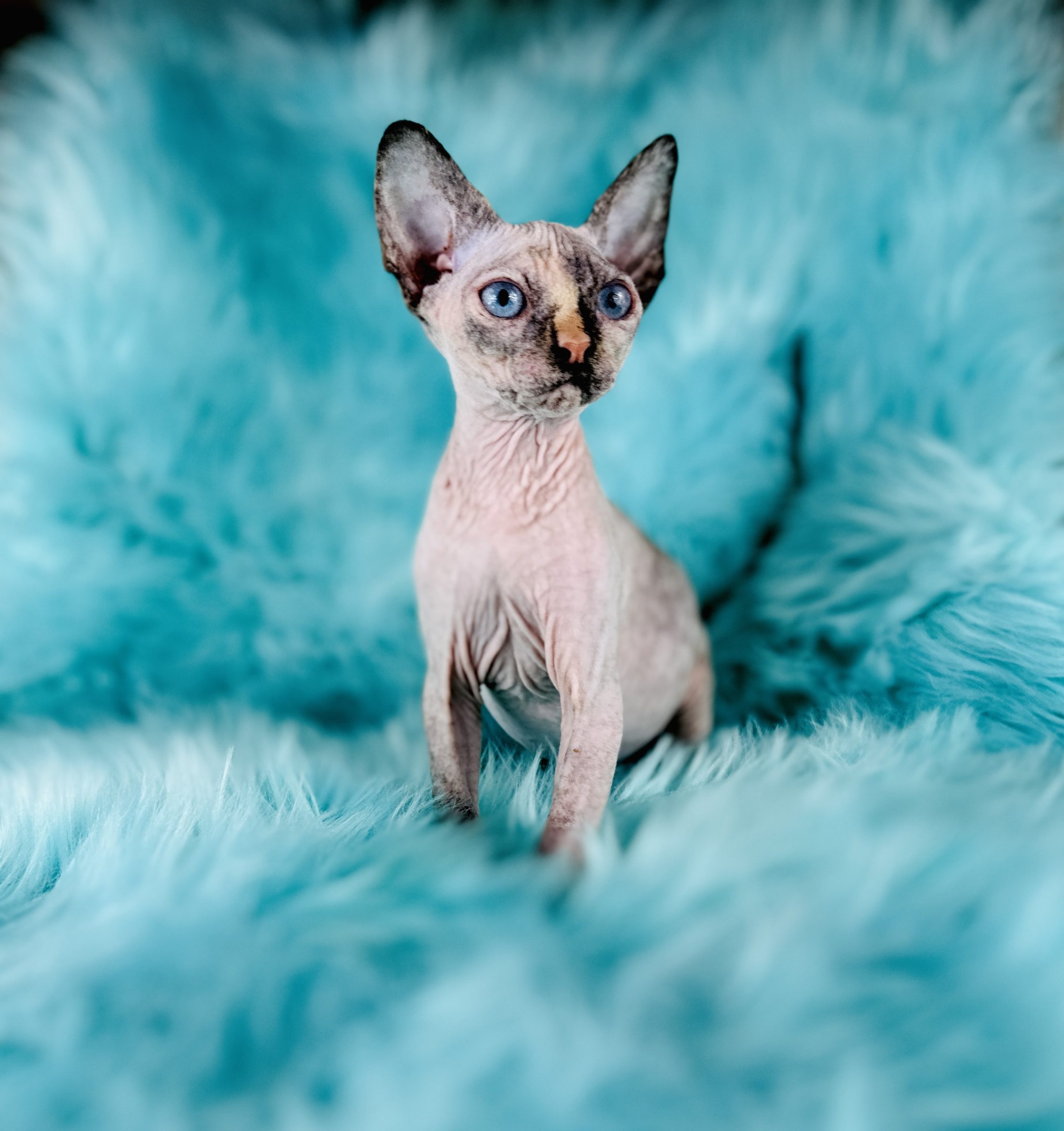 sphynx cats for sale near me