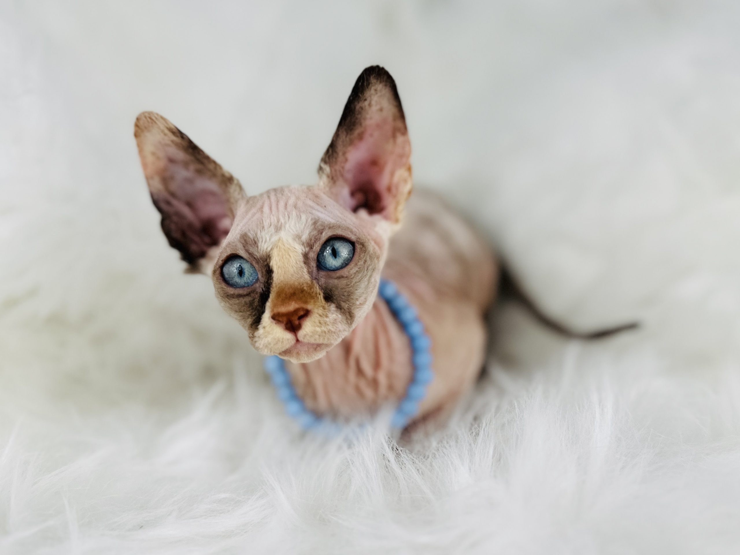 Tuxedo Tortie Sphynx kitten