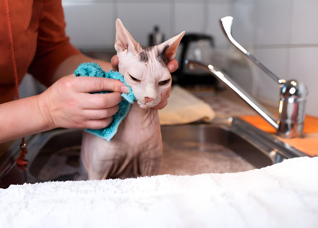 Caring for a sphynx cat