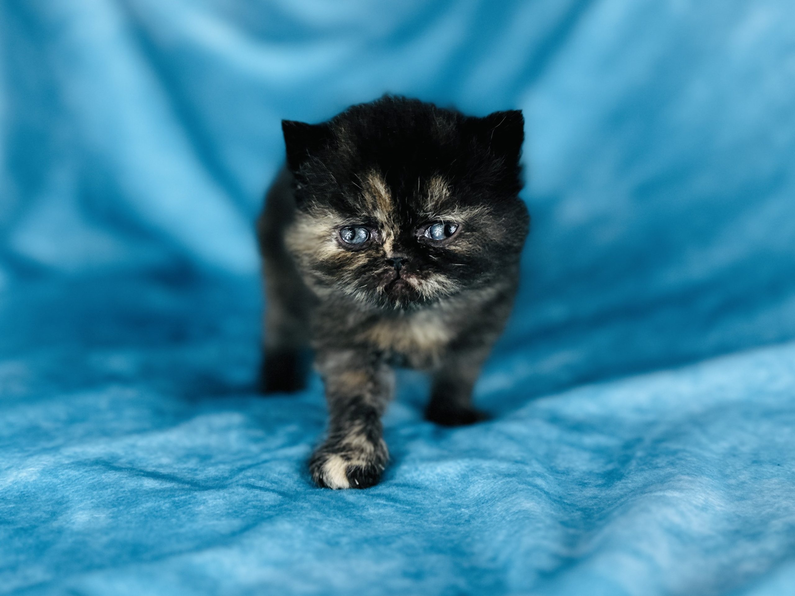 Black Tortie Exotic Short hair