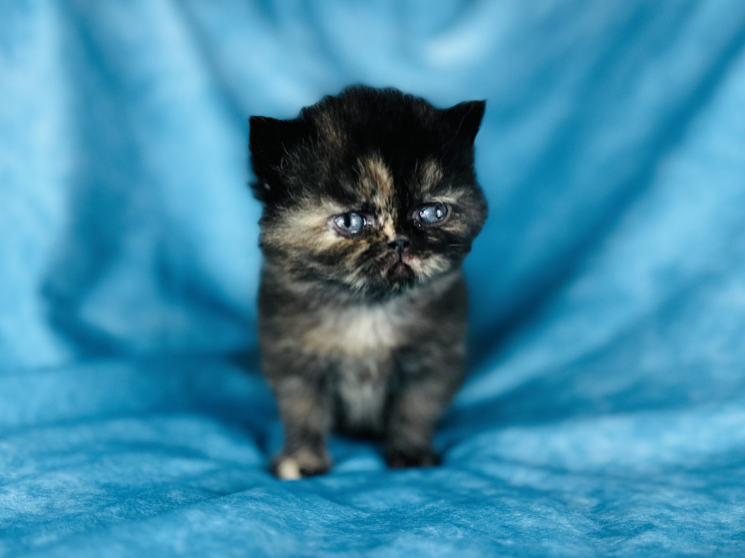 Black Tortie Exotic Shorthair cat