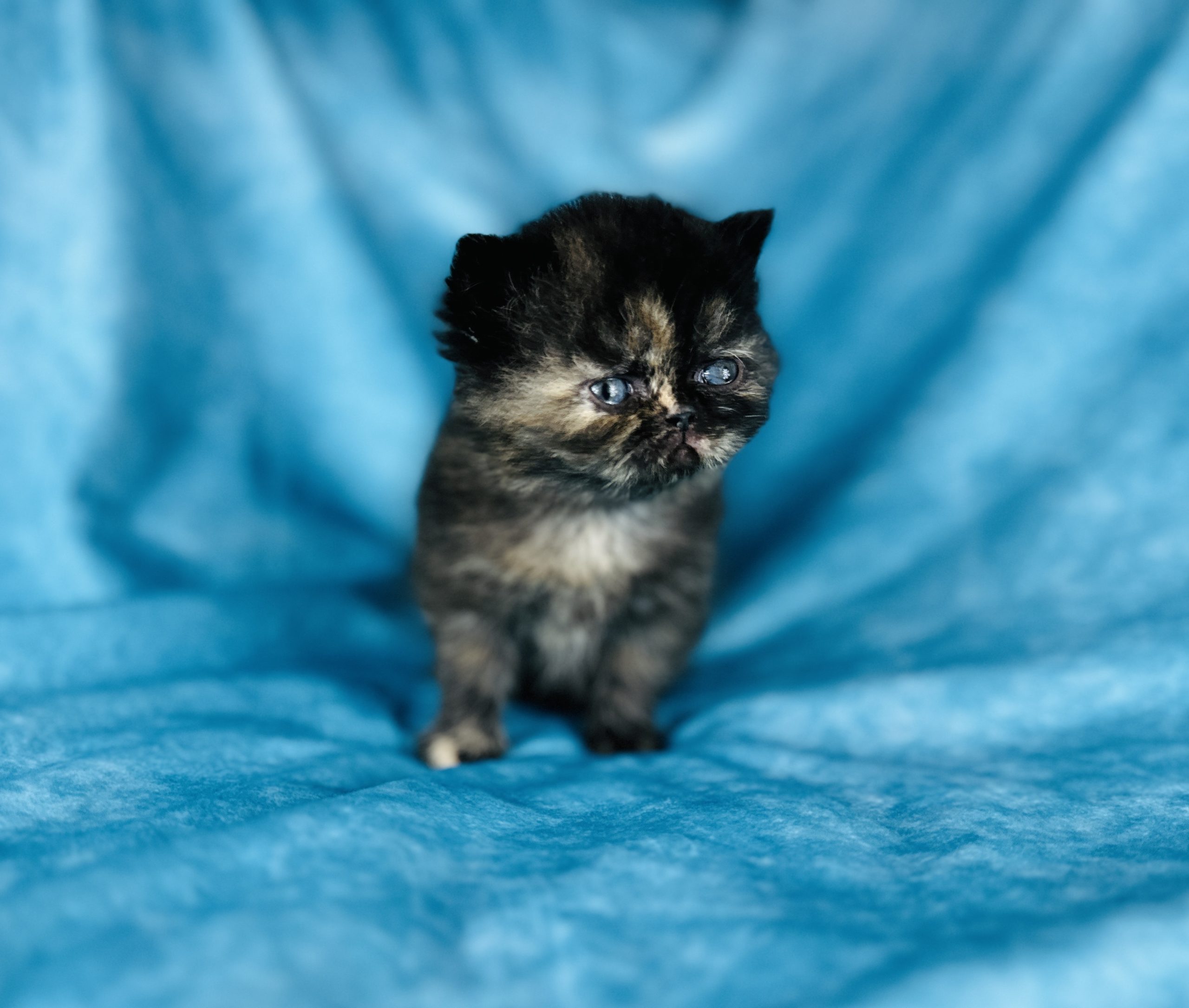 Black Tortie Exotic Shorthair kitten
