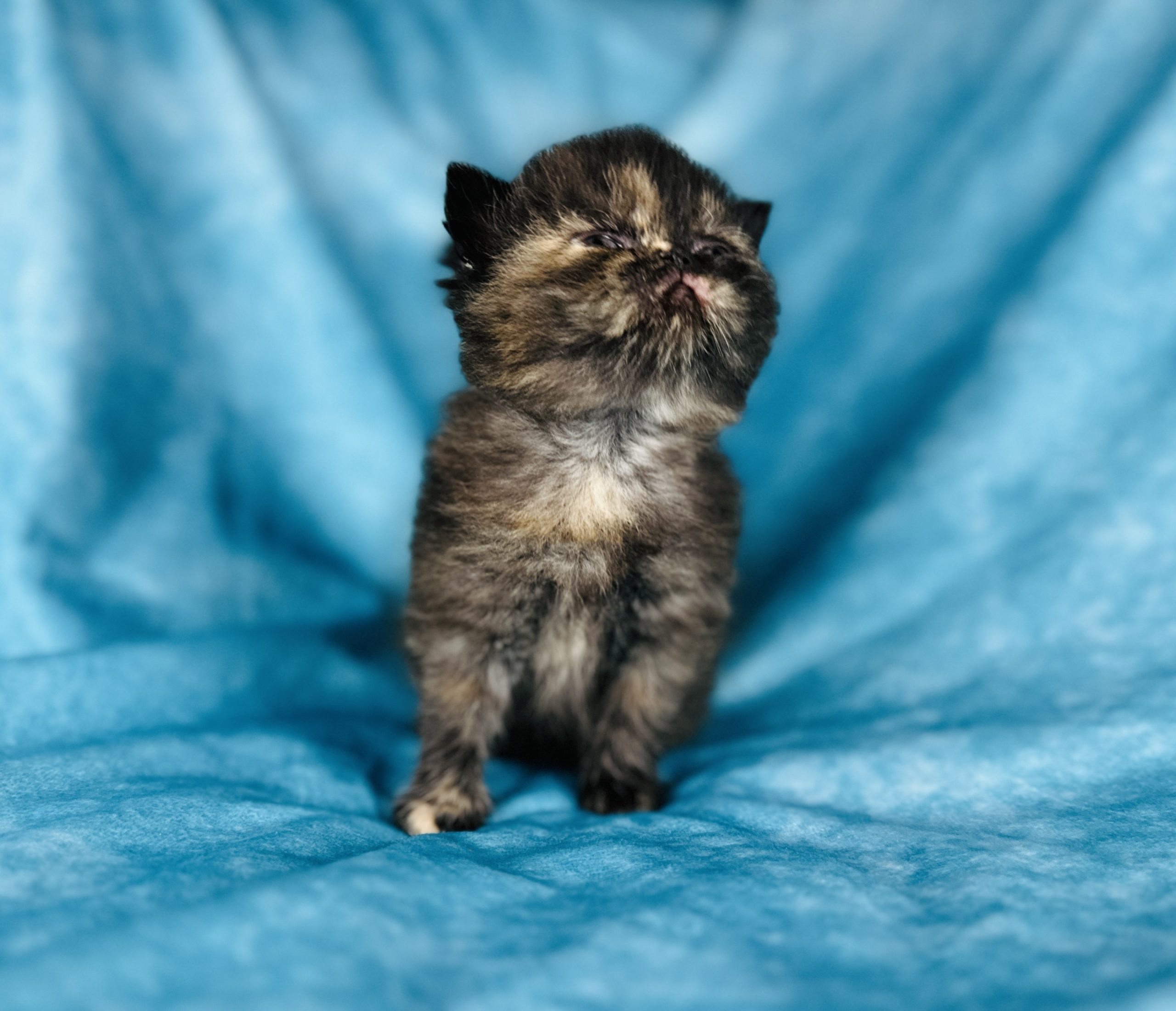 Black Tortie Exotic Shorthair
