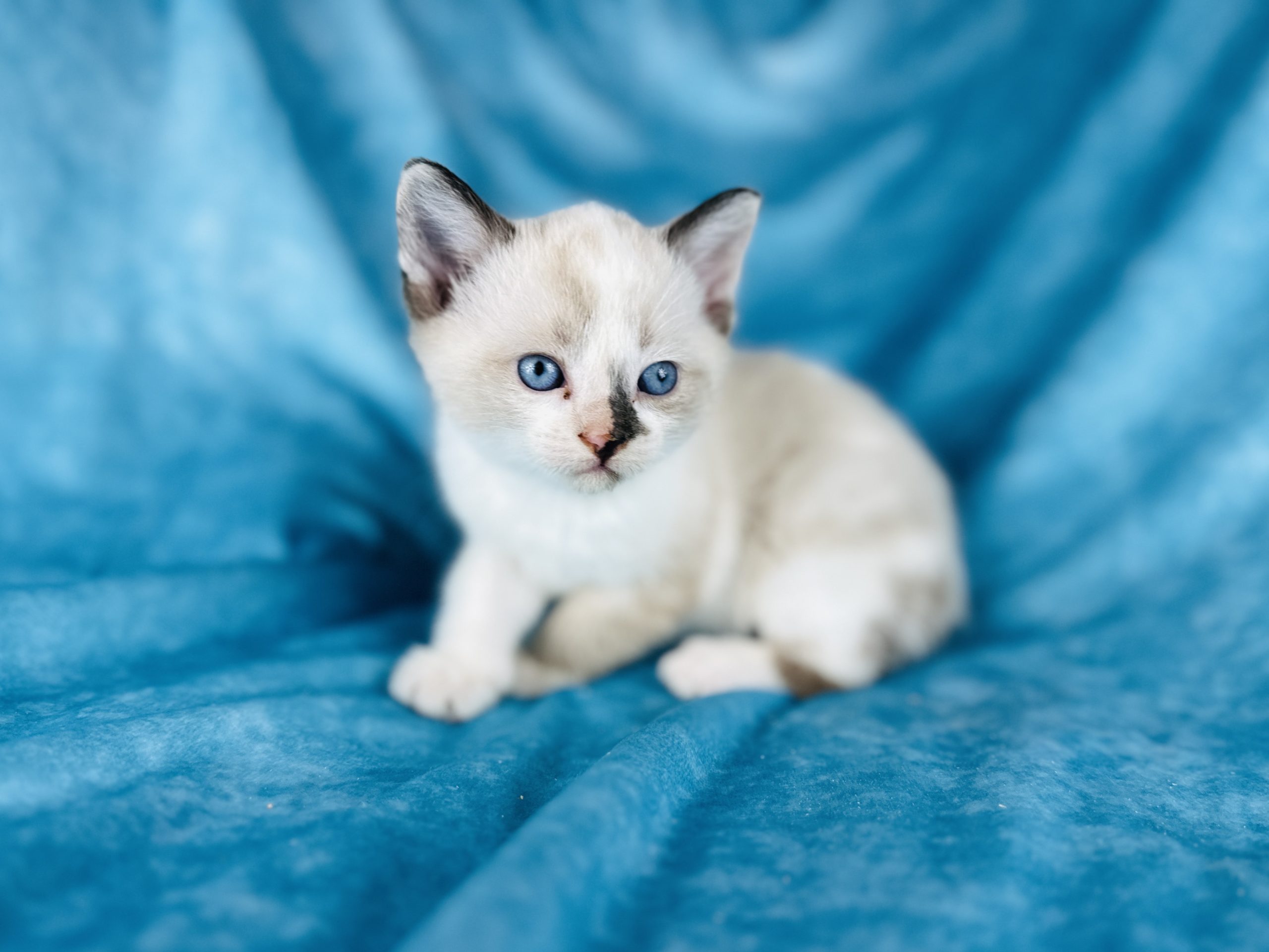 Coated Sphynx For Sale