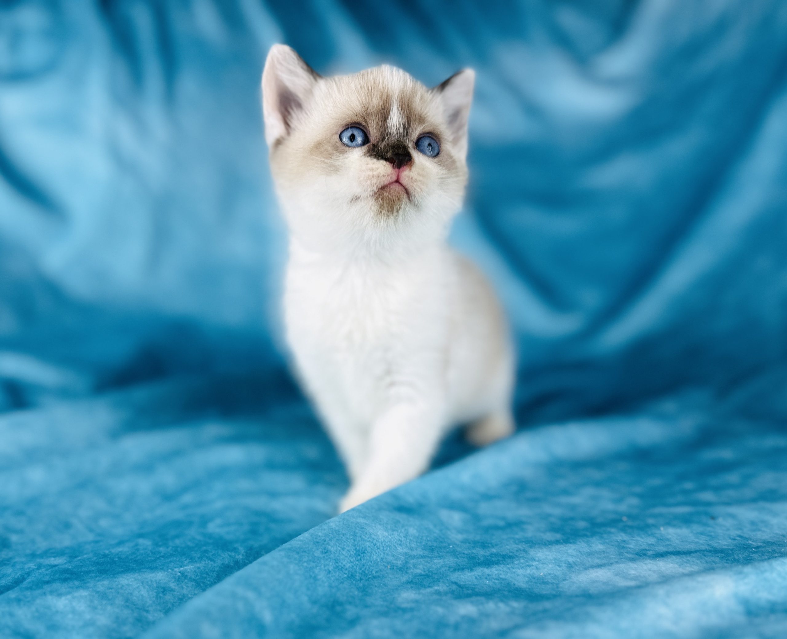Coated Sphynx for sale