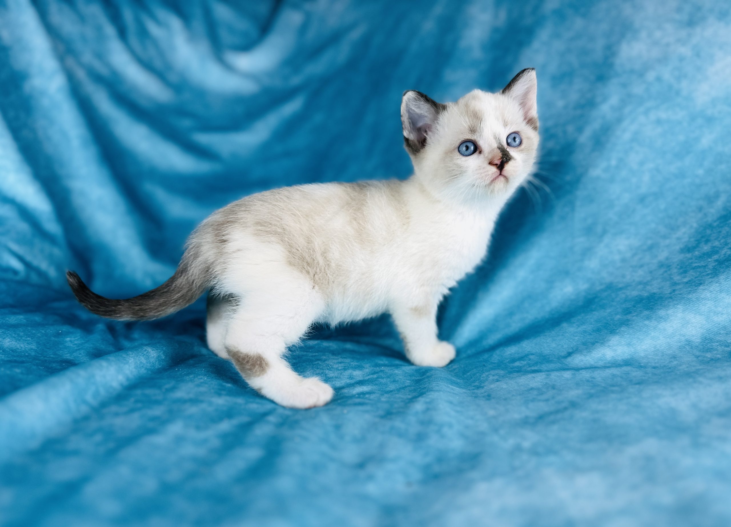 Coated Sphynx