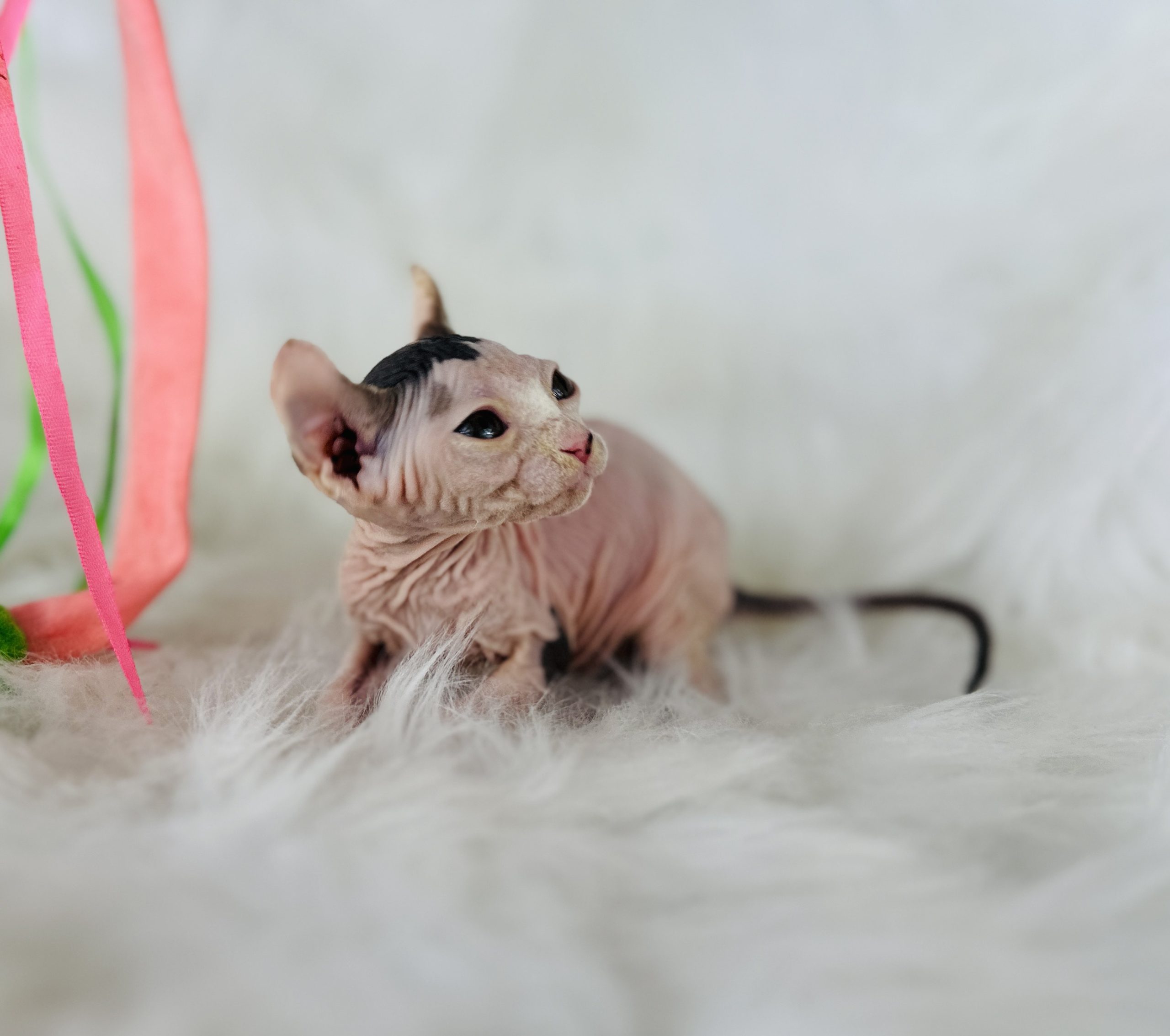 Elf Sphynx Cat For Sale