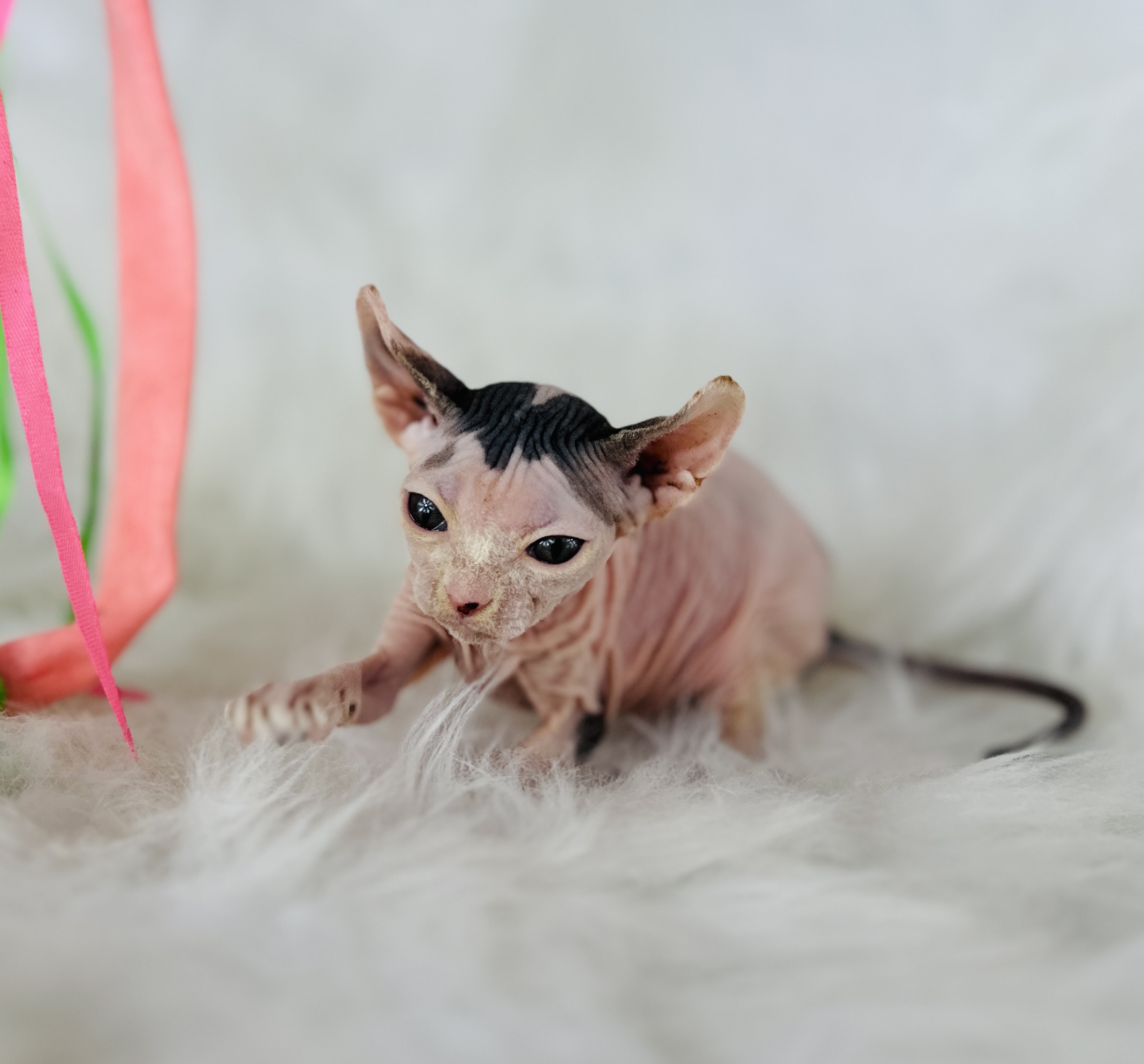 Elf Sphynx Kitten for sale