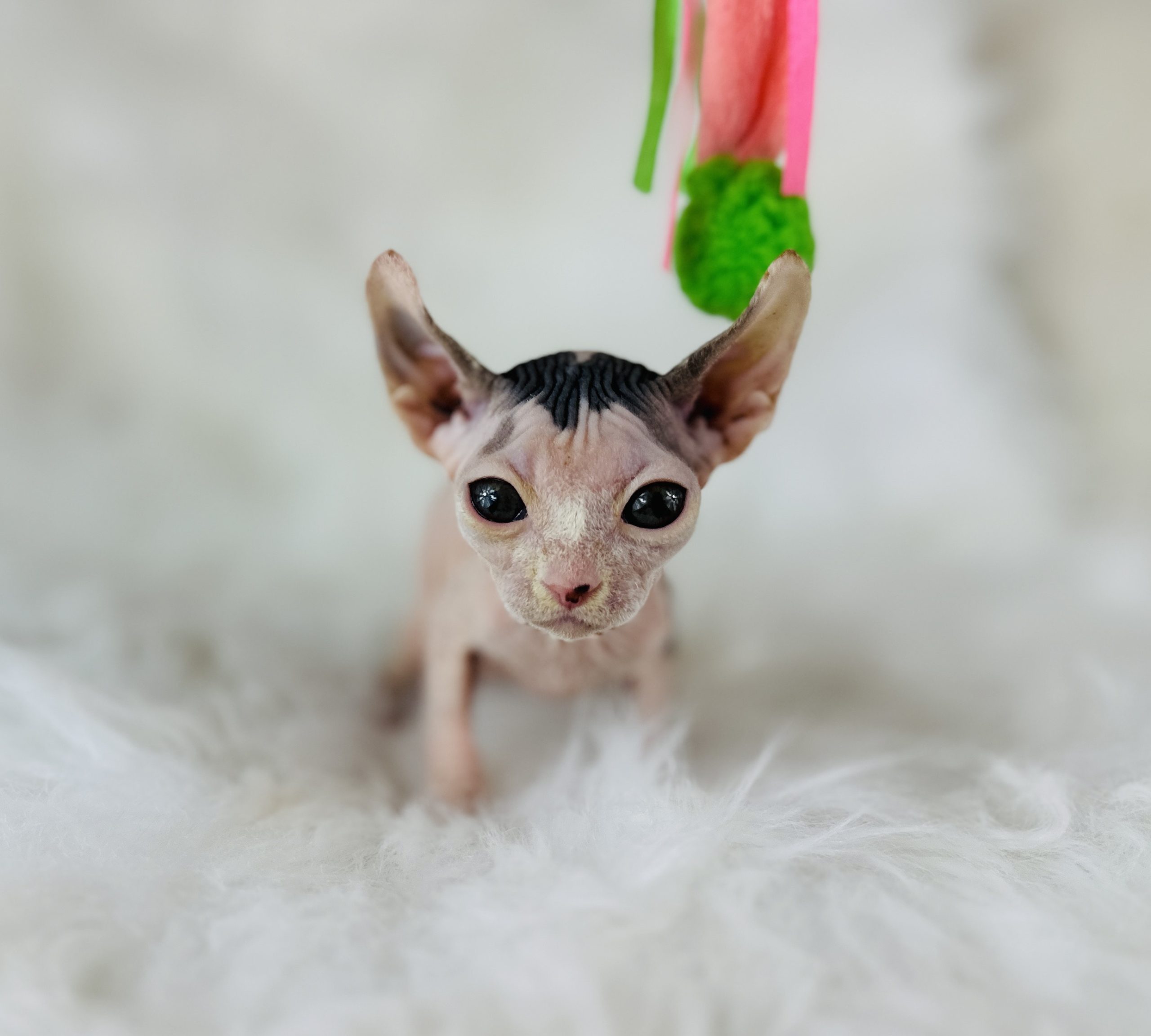 Elf Sphynx Kitten
