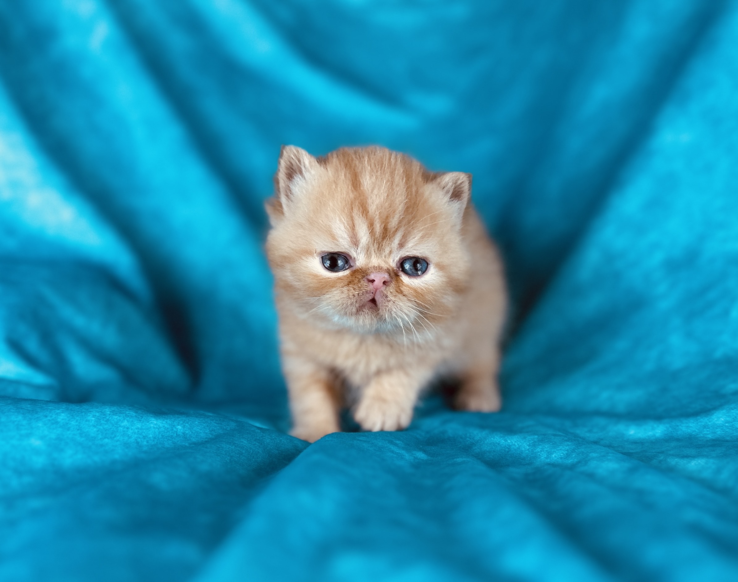 Exotic Short hair Kitten