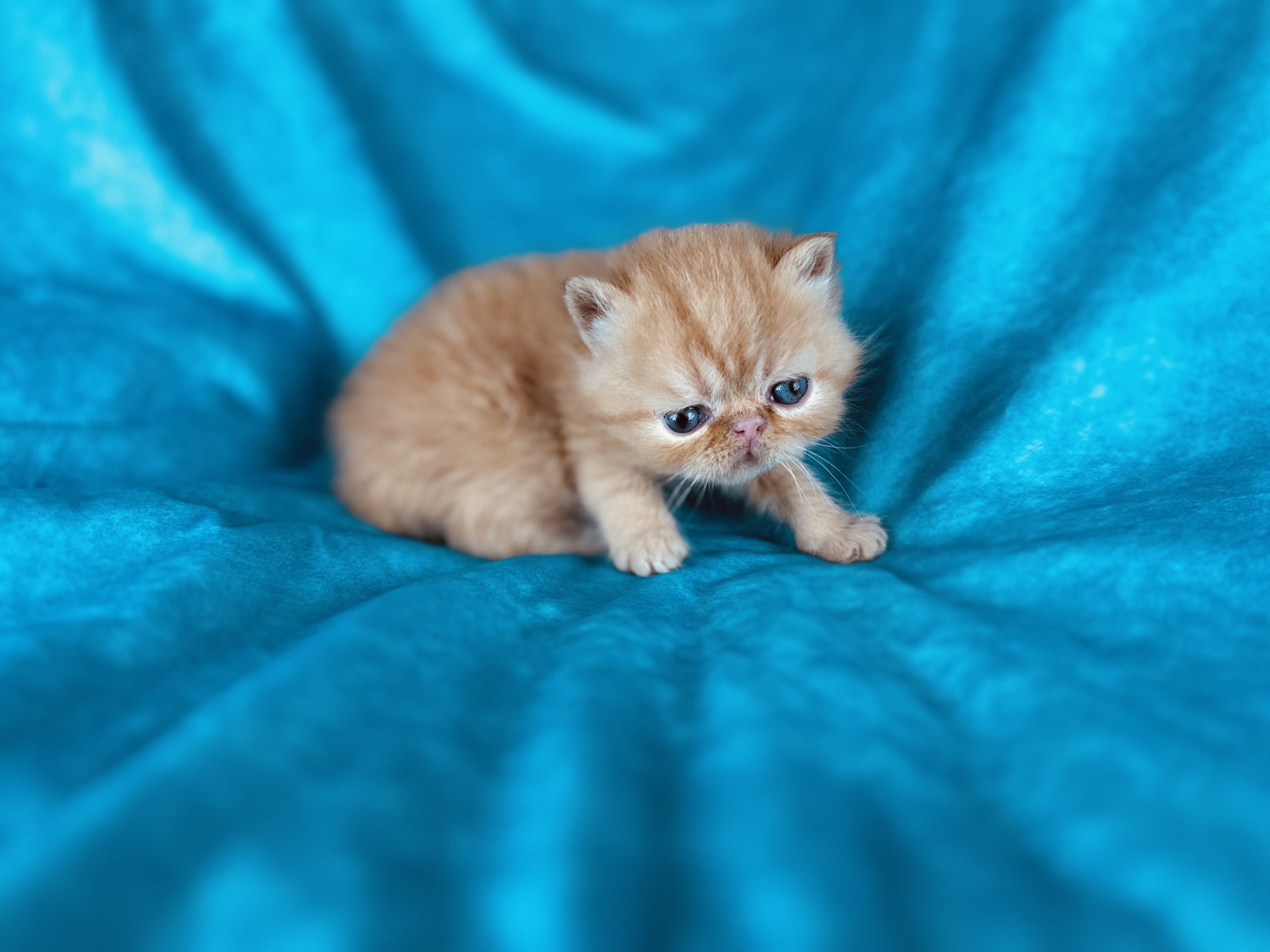Exotic Shorthair Kitten for sale