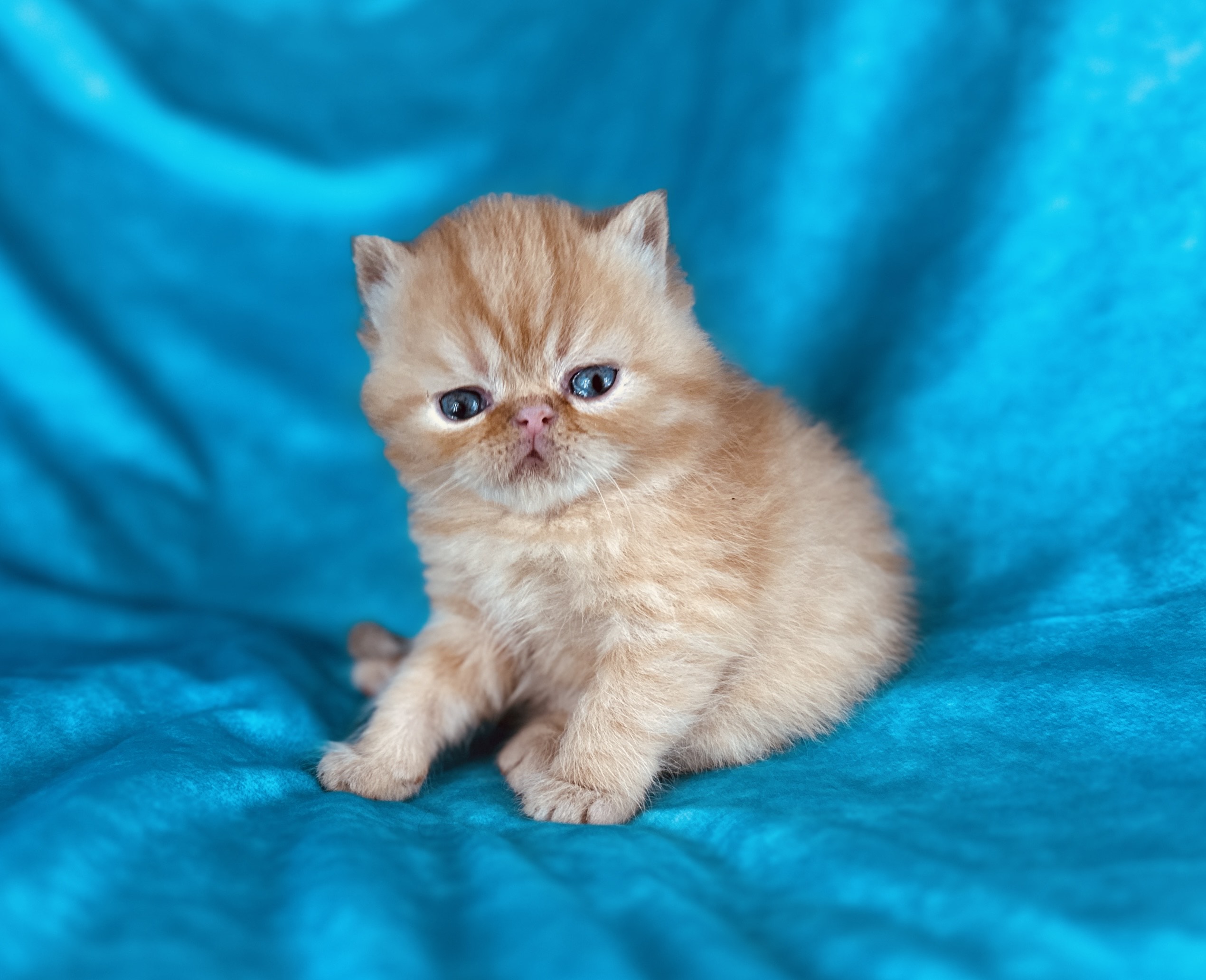 Exotic Shorthair Kitten