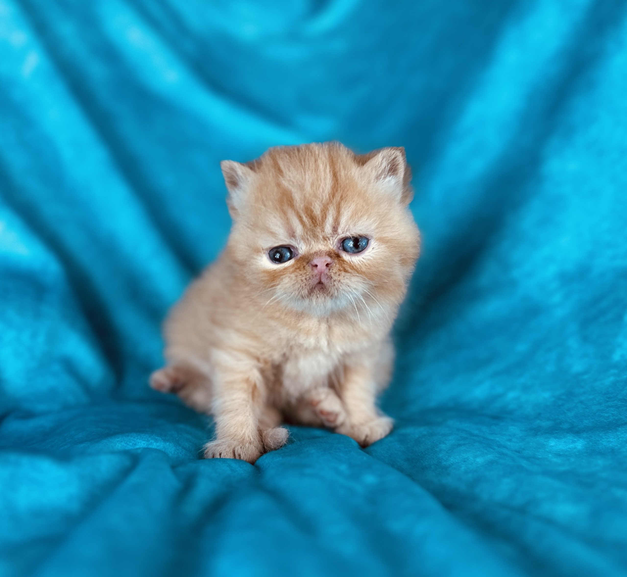 Exotic Shorthair cat