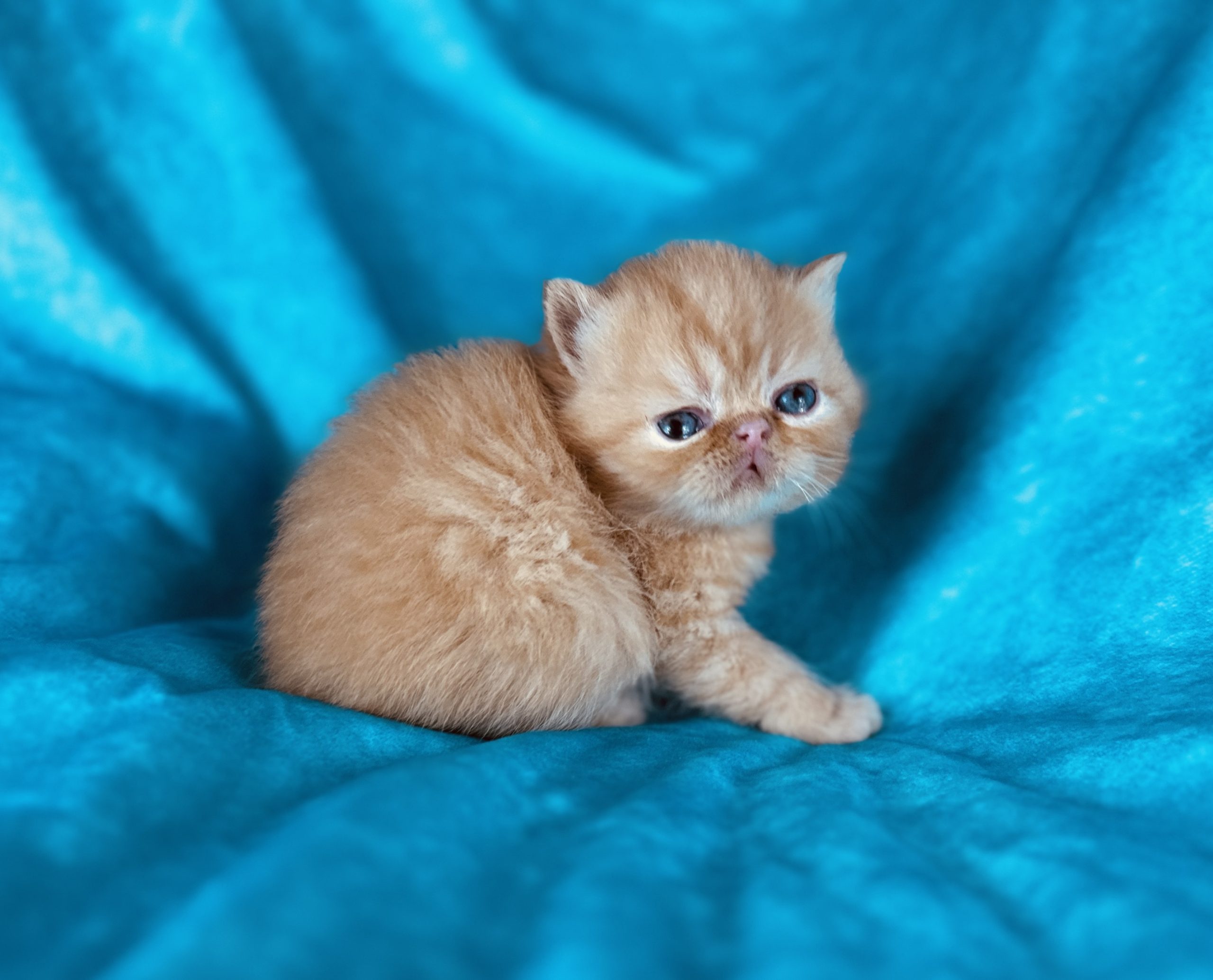 Exotic Shorthair
