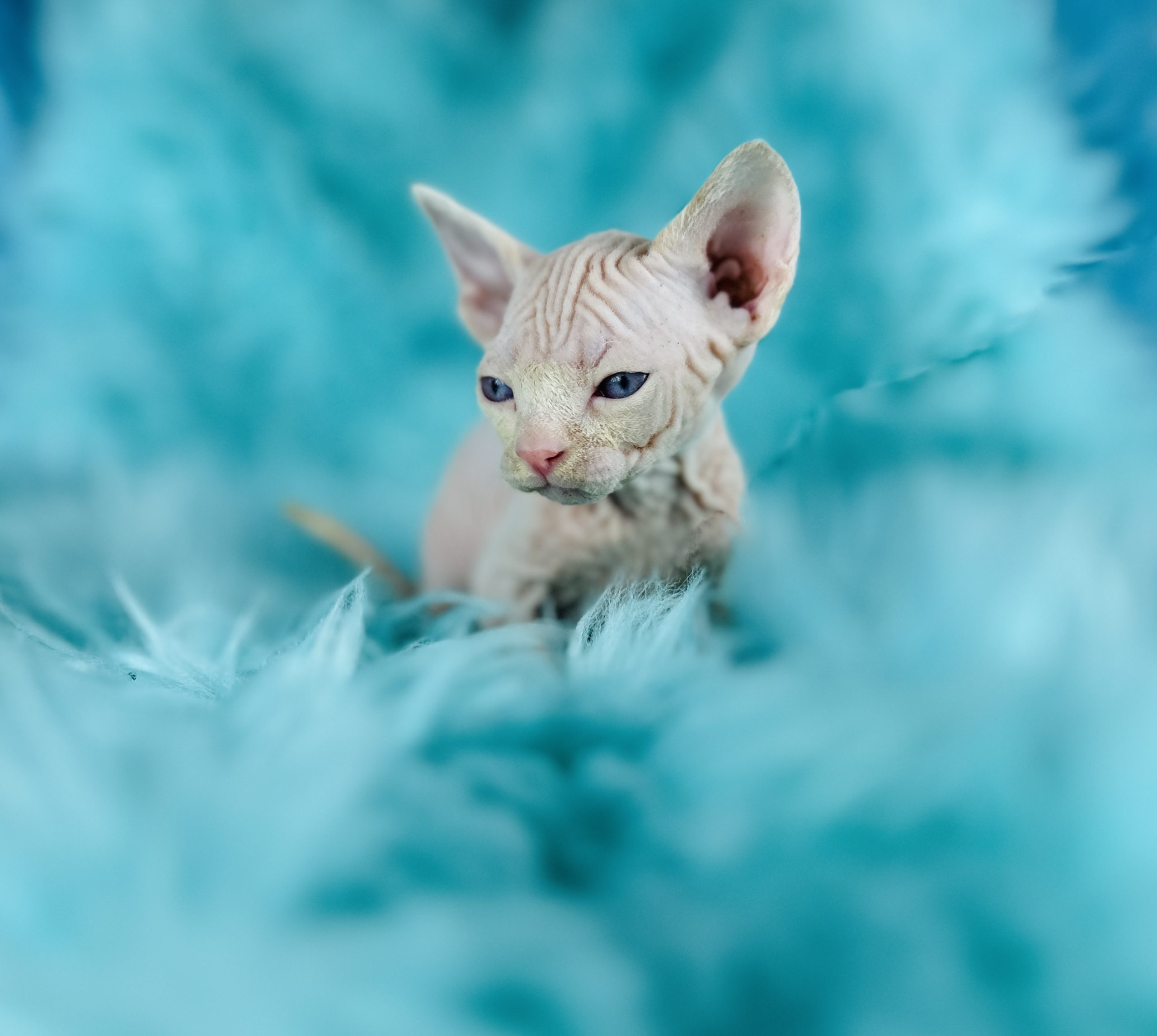 Pink Sphynx Cat