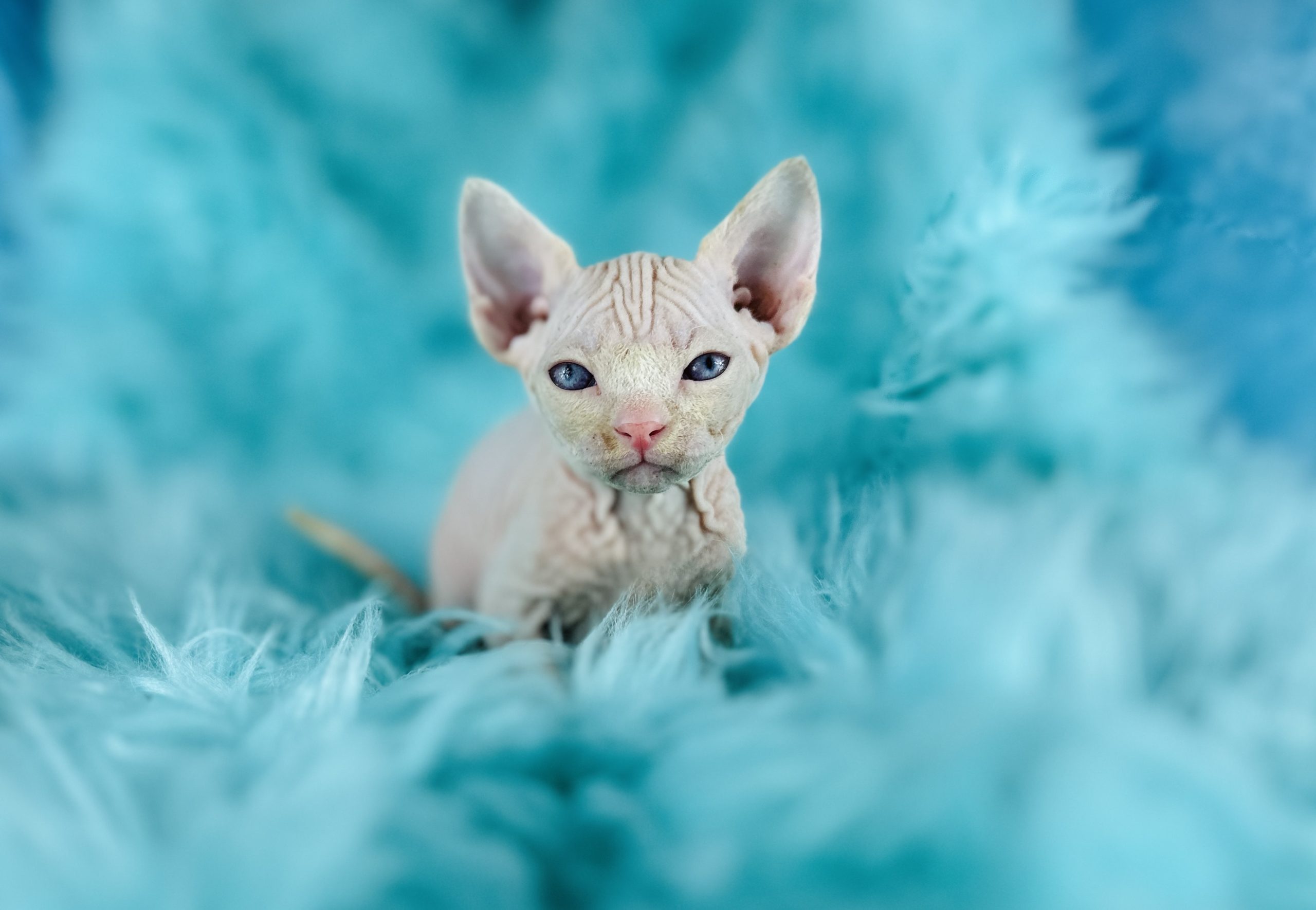 Pink Sphynx Kitten for sale