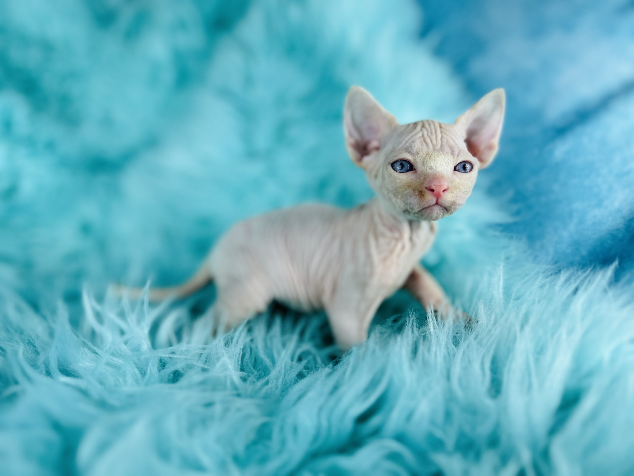 Pink Sphynx Kitten