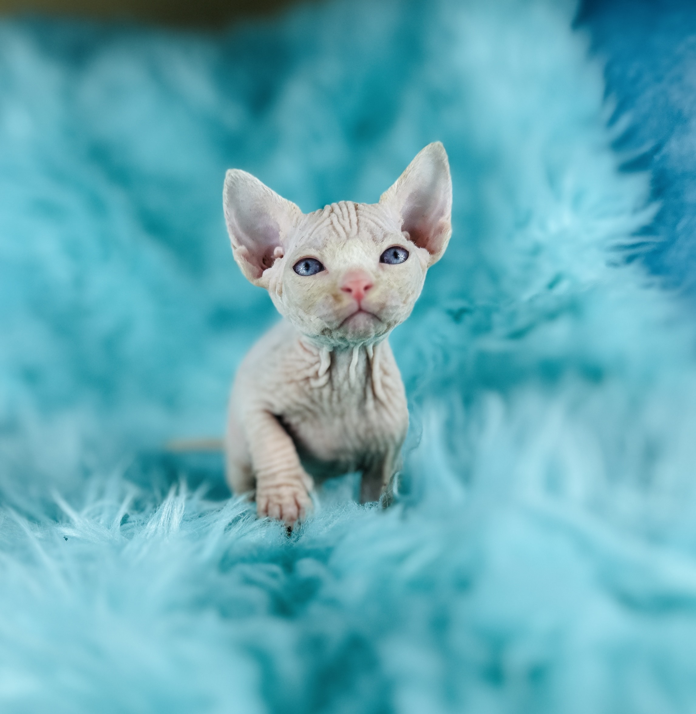 Pink Sphynx cat for sale