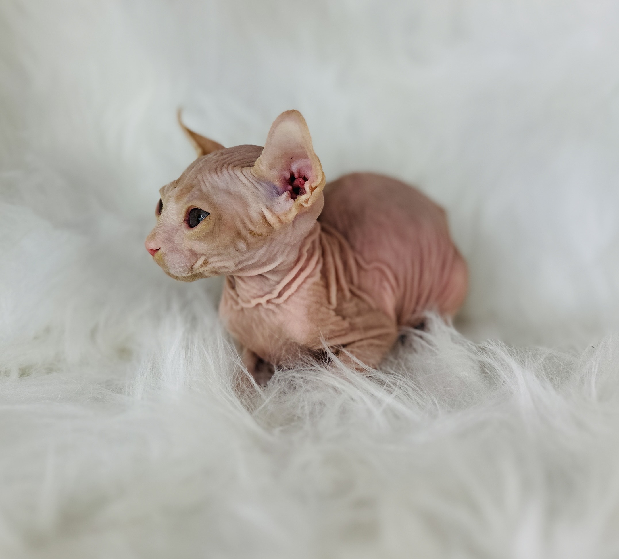 Red Tabby Elf Sphynx cat for sale