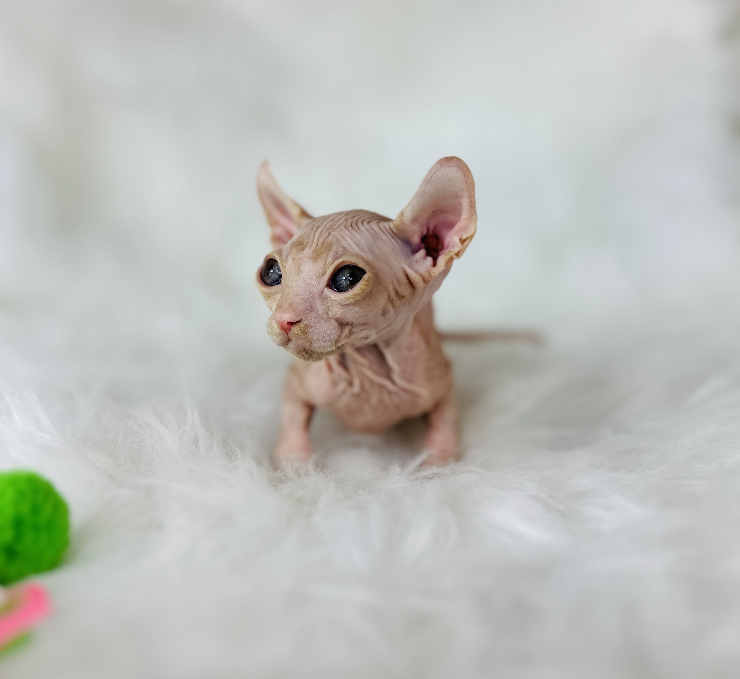 Red Tabby Elf Sphynx