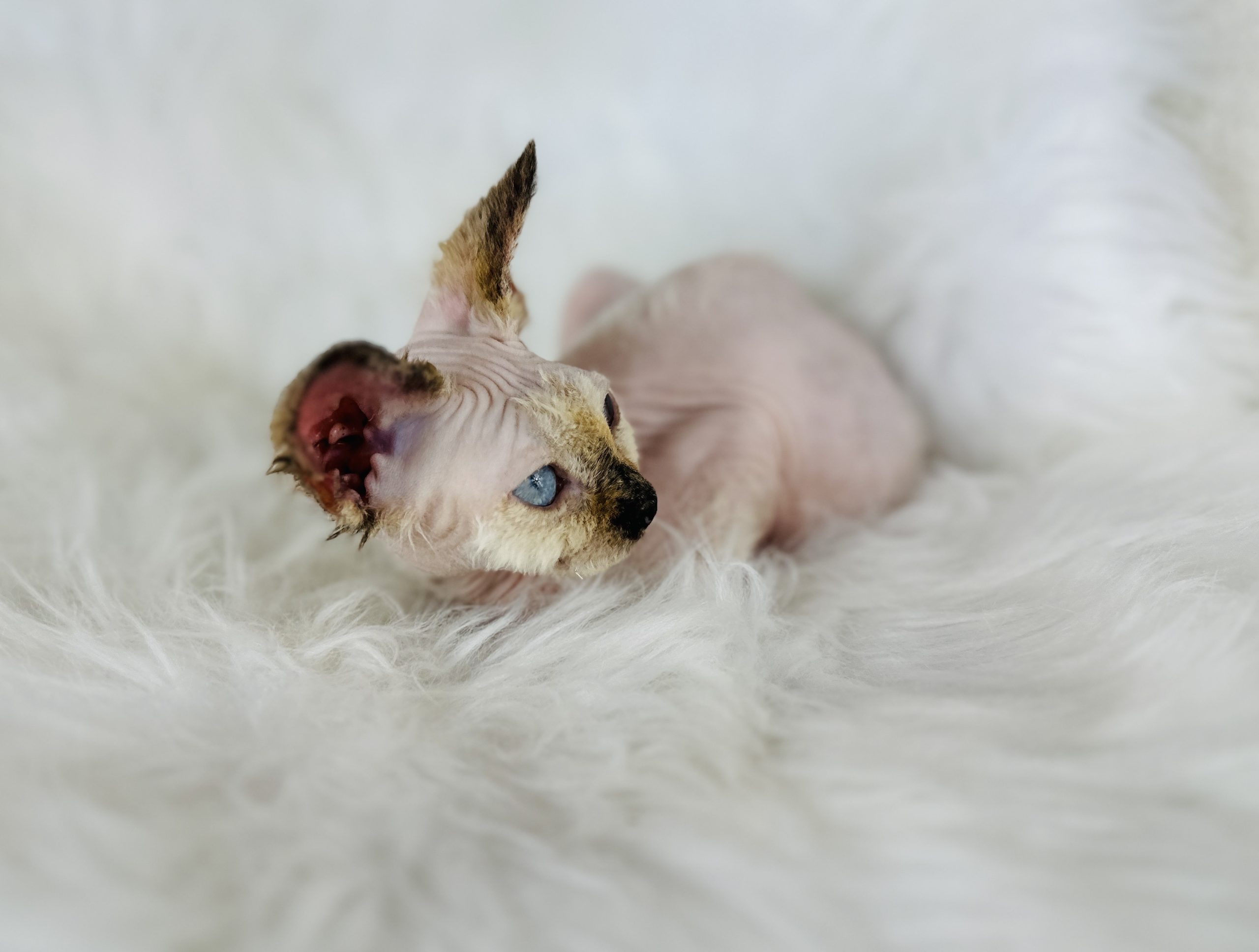Seal Point Sphynx for sale