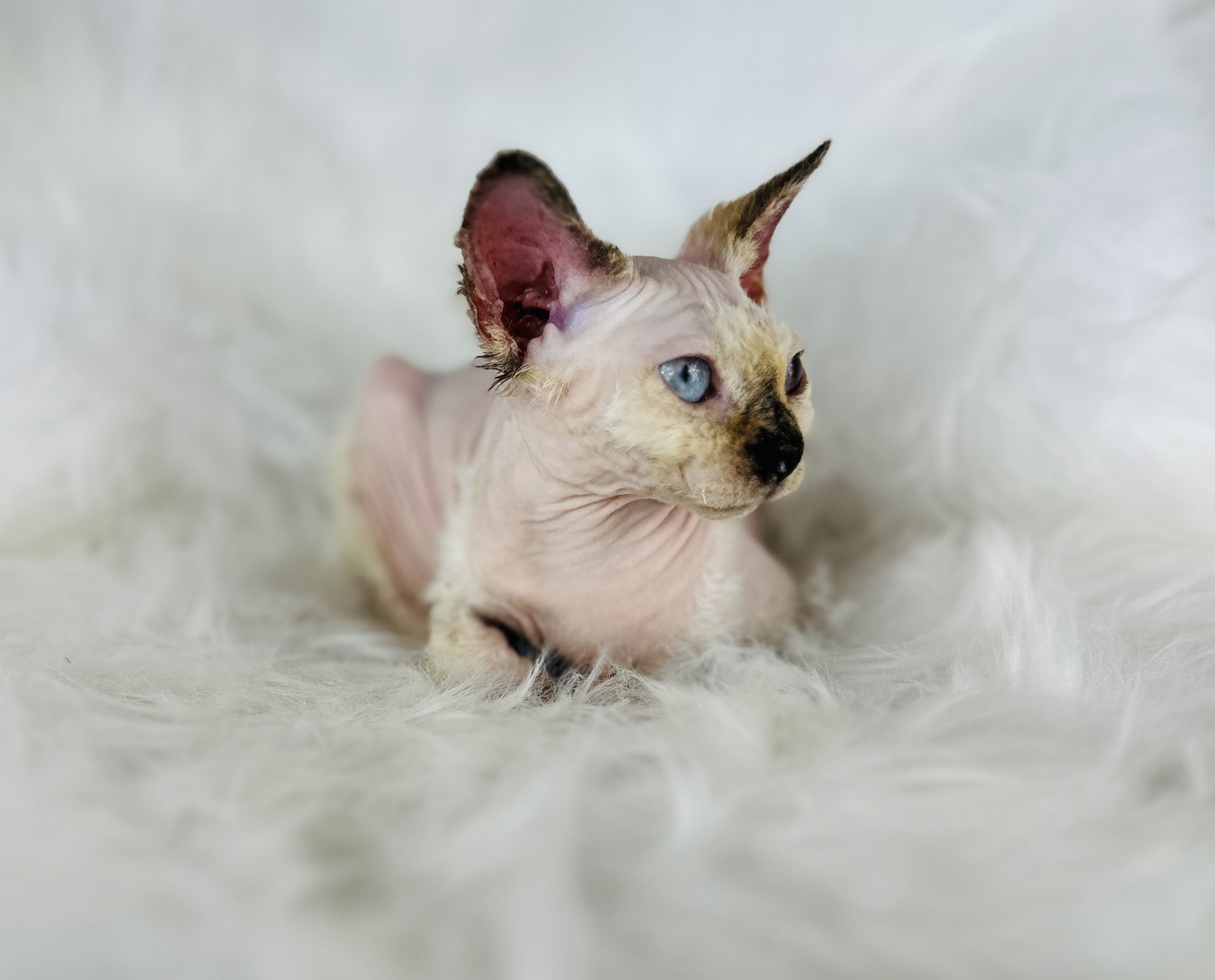Seal Point Tortie Sphynx for sale