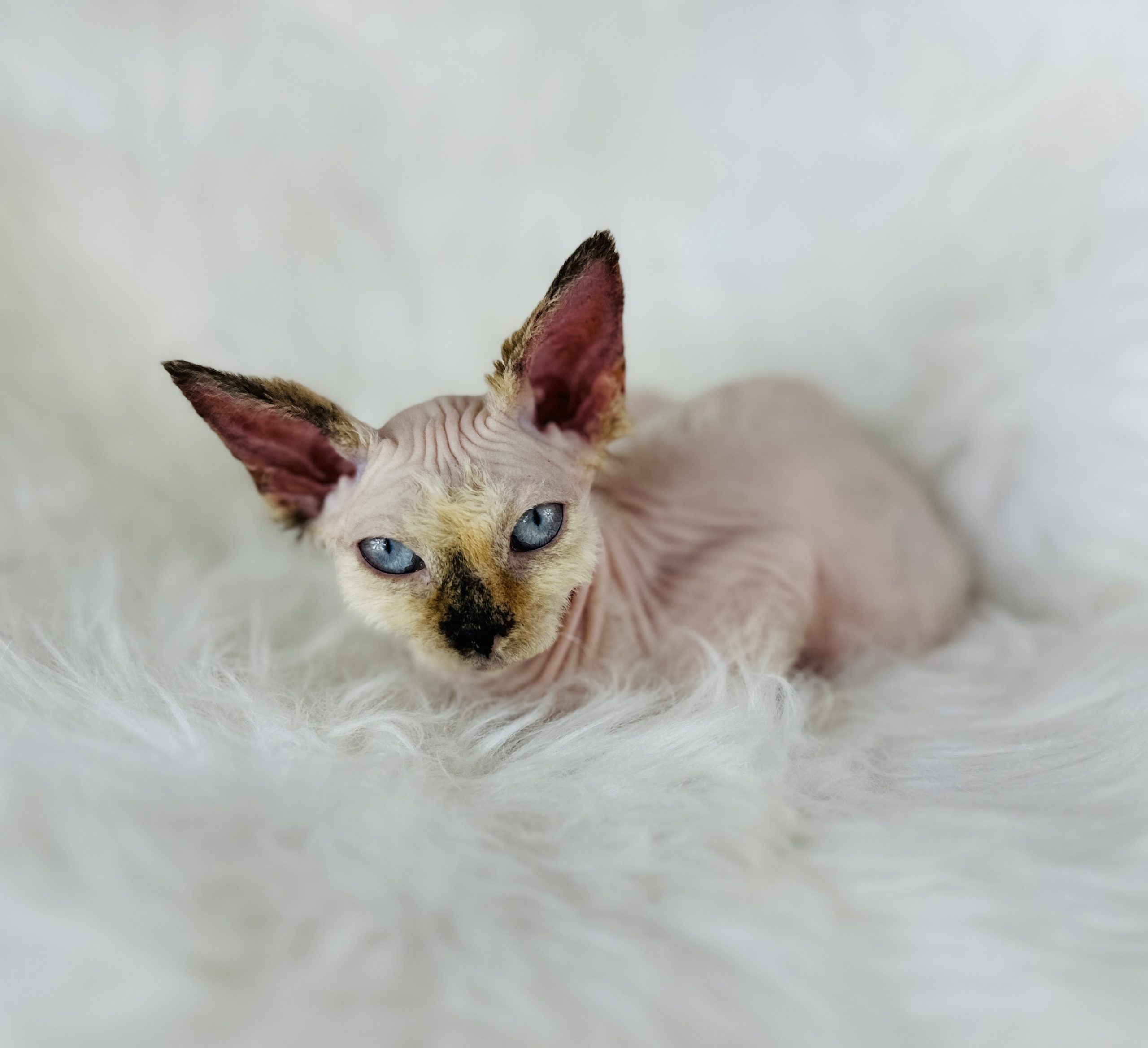 Seal Point Tortie Sphynx kitten for sale
