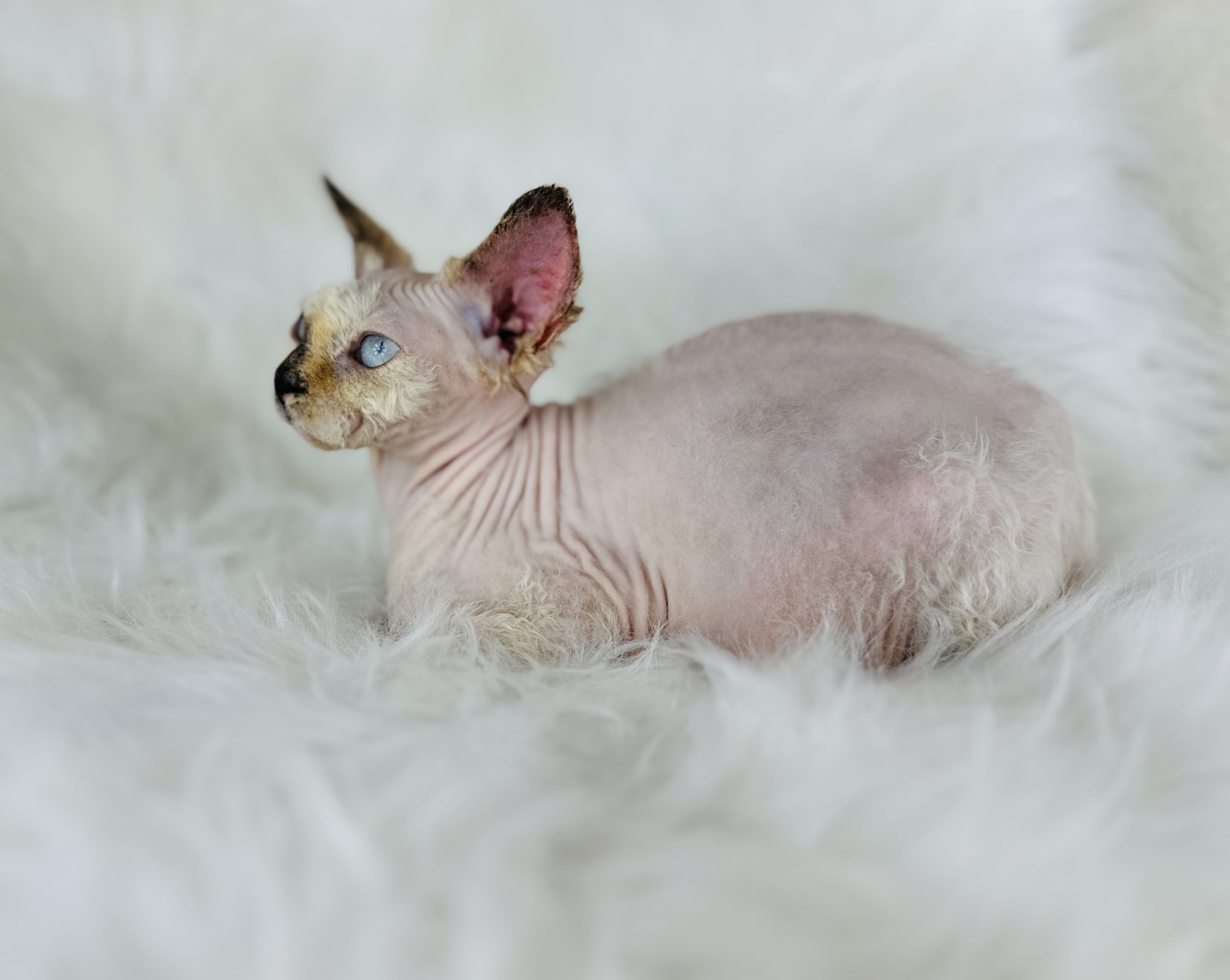 Seal Point Tortie Sphynx