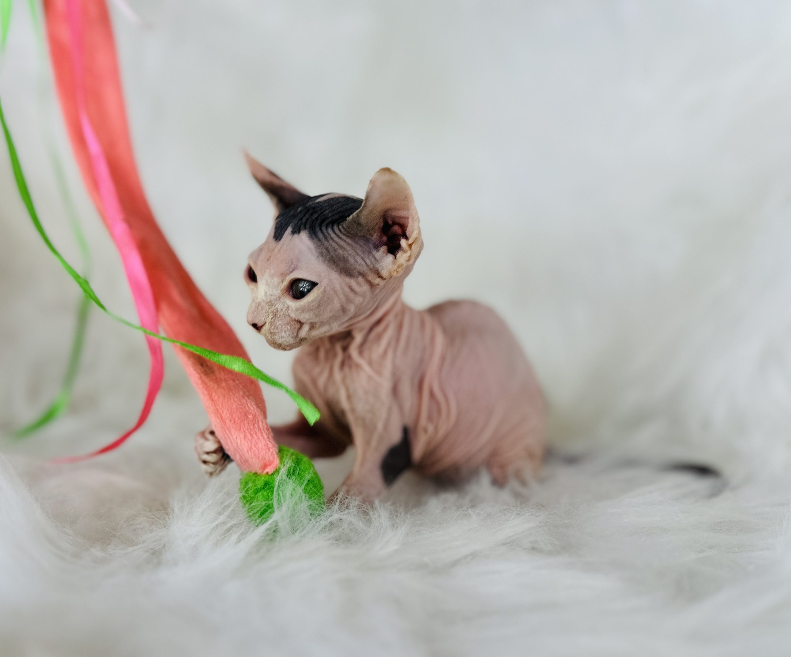 Sphynx Elf Kitten