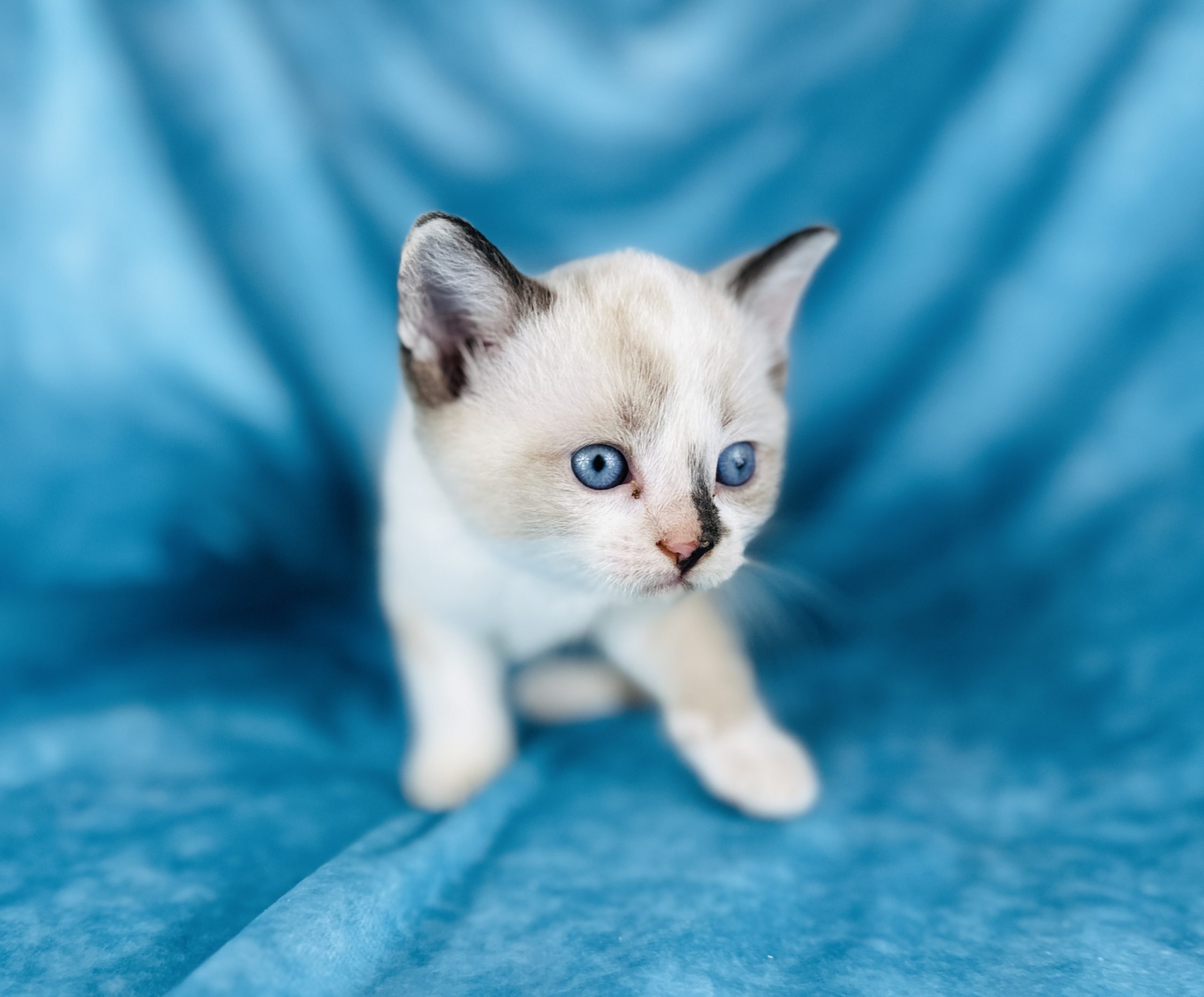 Sphynx For Sale