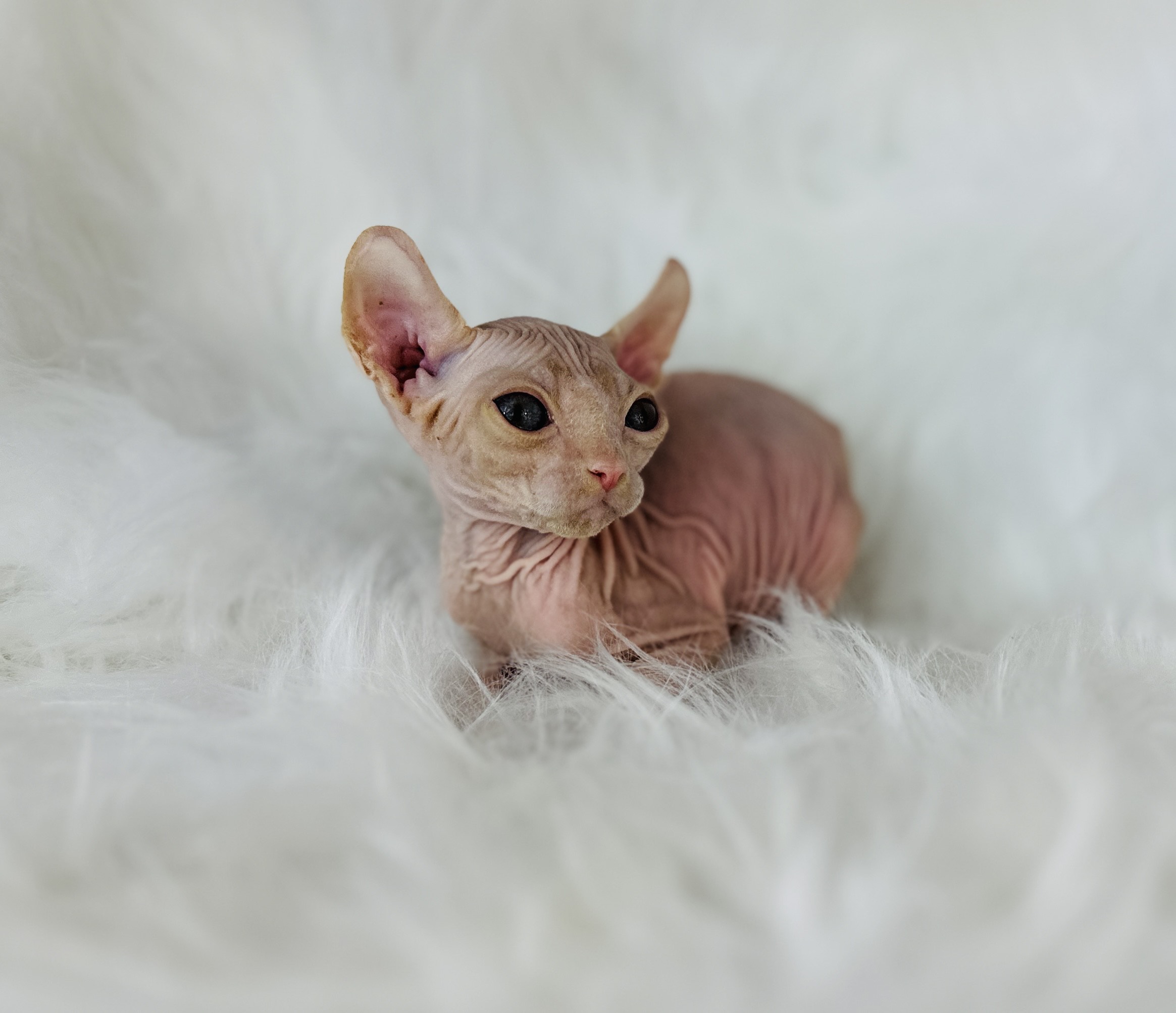 Sphynx Red Tabby Elf