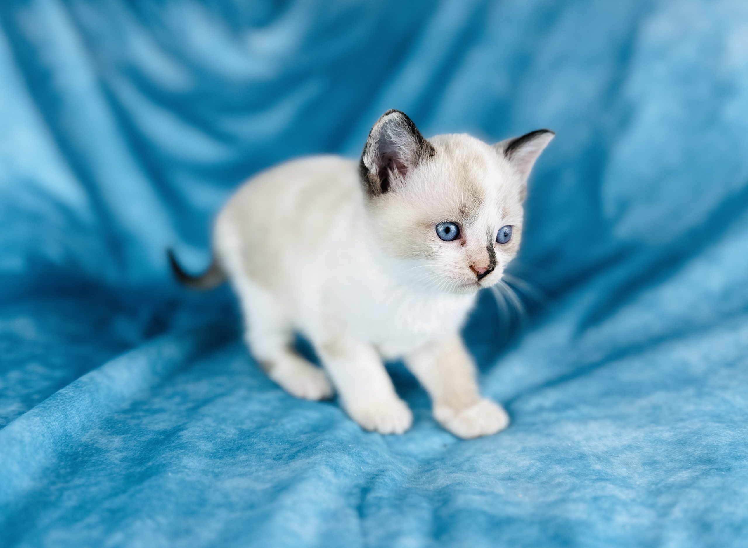 Sphynx cat For Sale