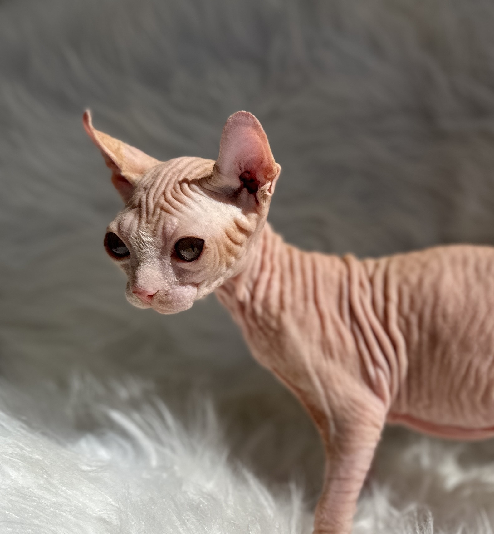 Red Tabby Elf Sphynx