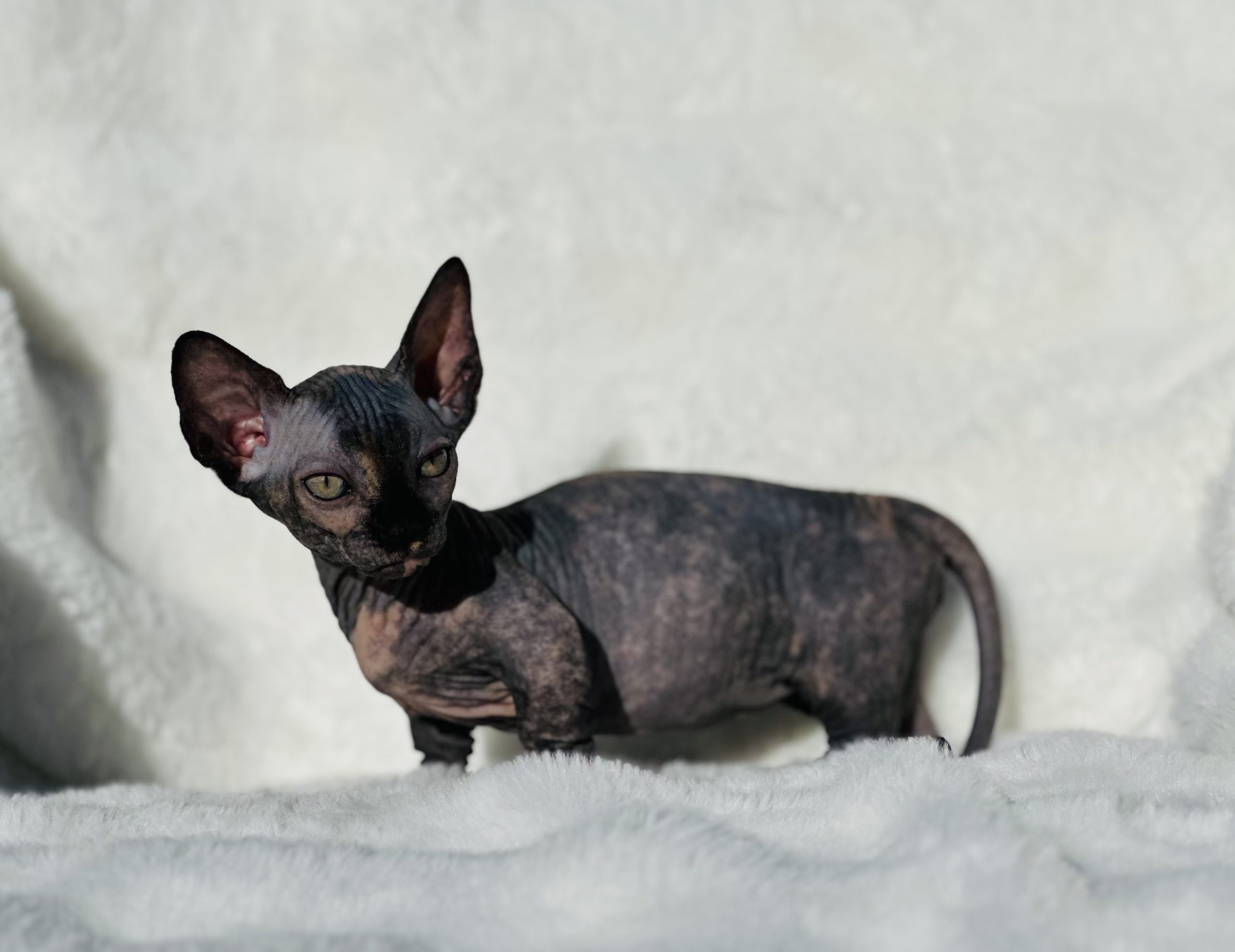Tortie Bambino Sphynx cat for sale