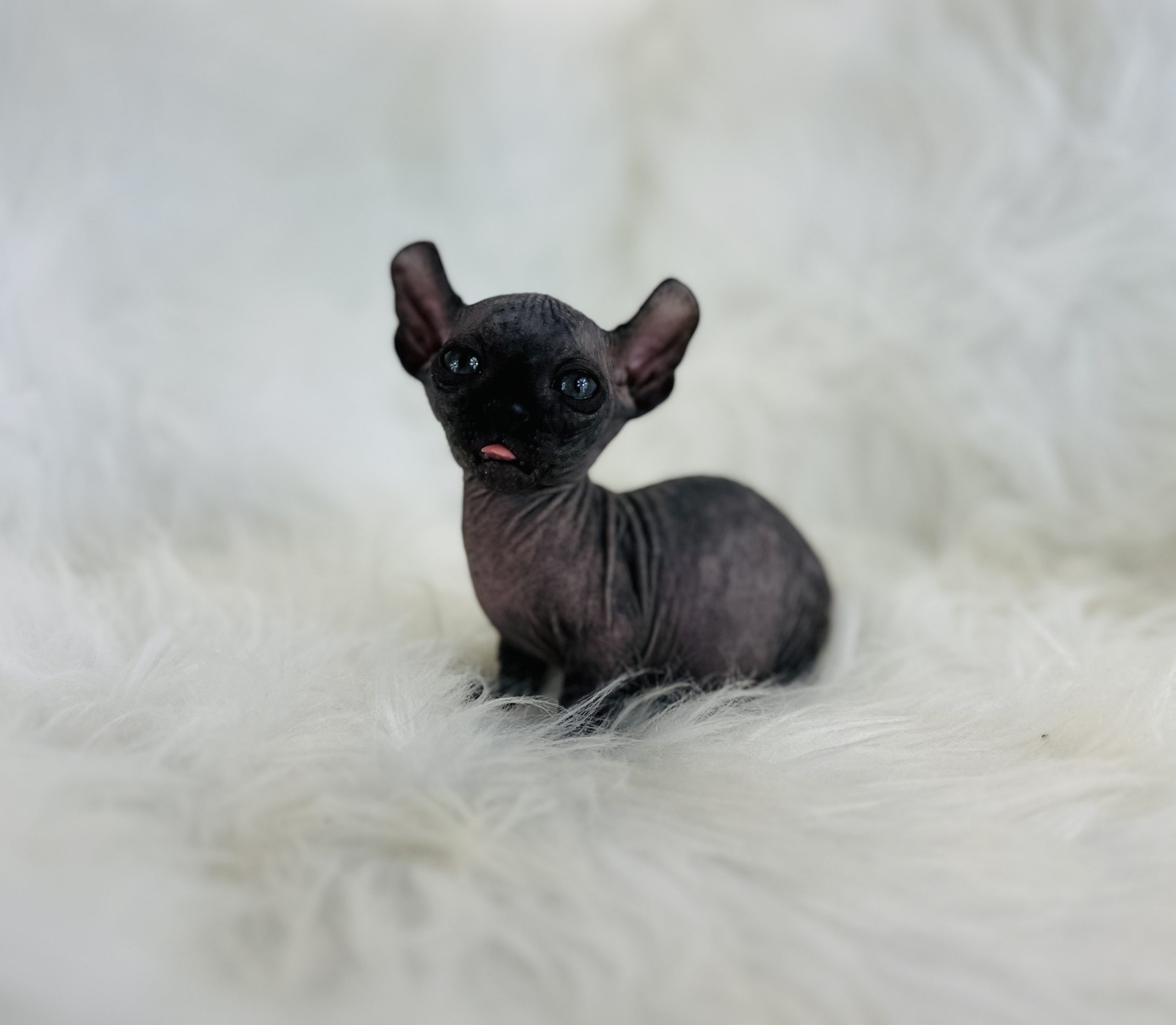 Black Dwelf sphynx kitten for sale