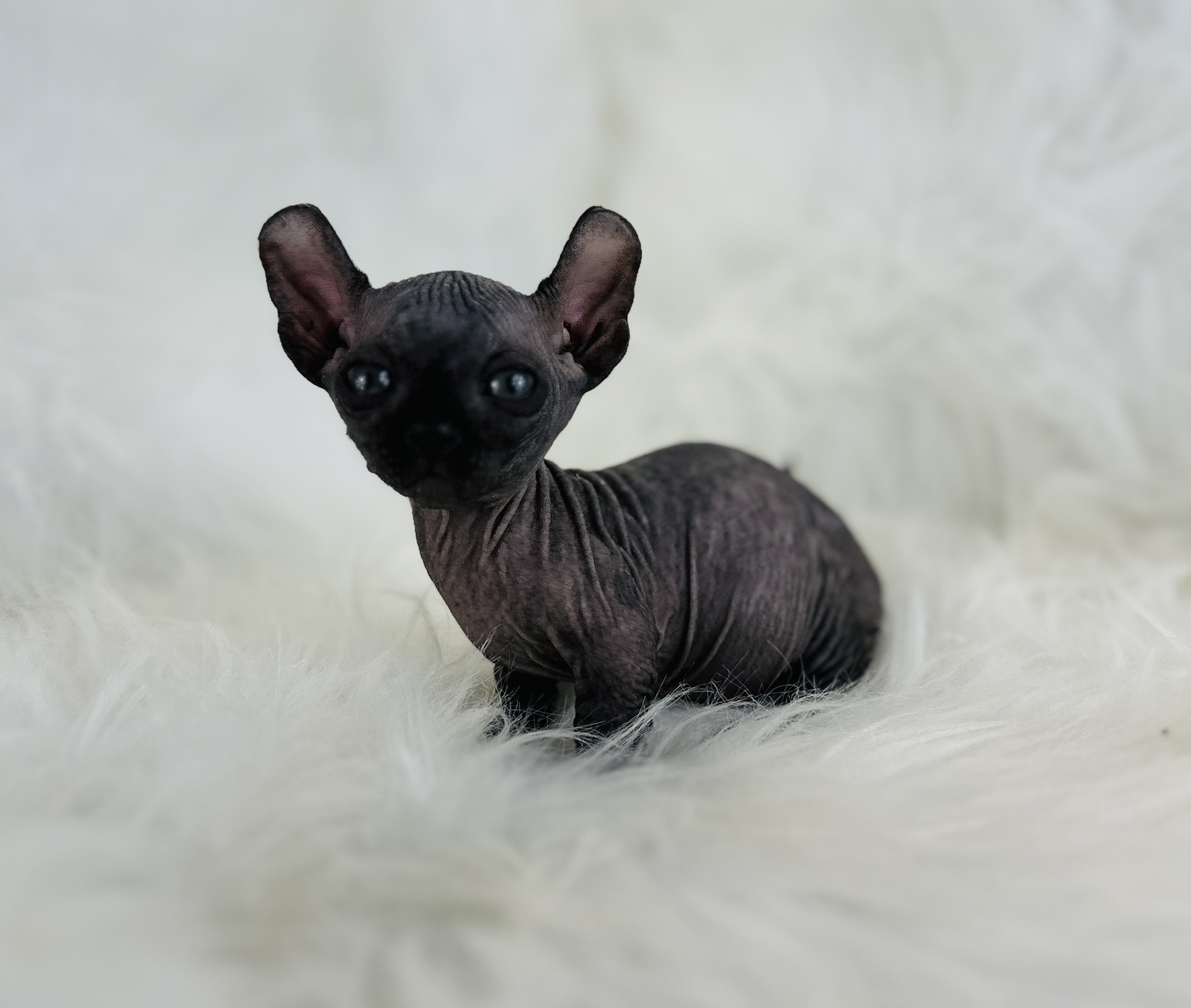 Black Dwelf sphynx kitten