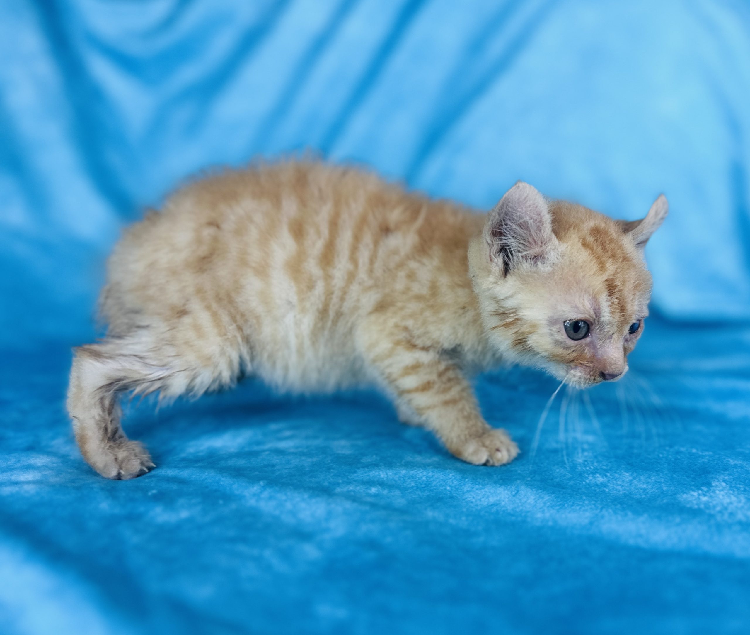 Coated Elf Sphynx cat for sale