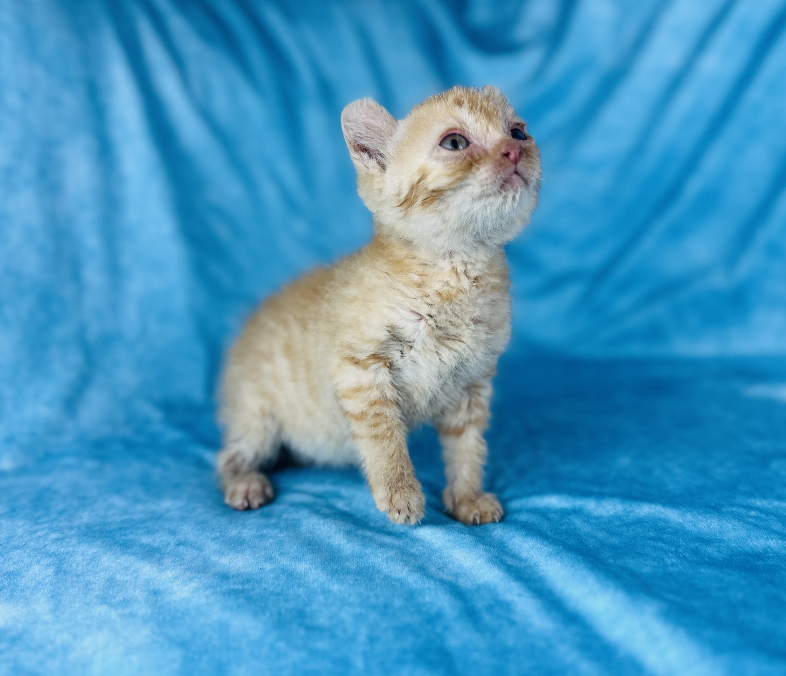 Coated Elf Sphynx kitten for sale
