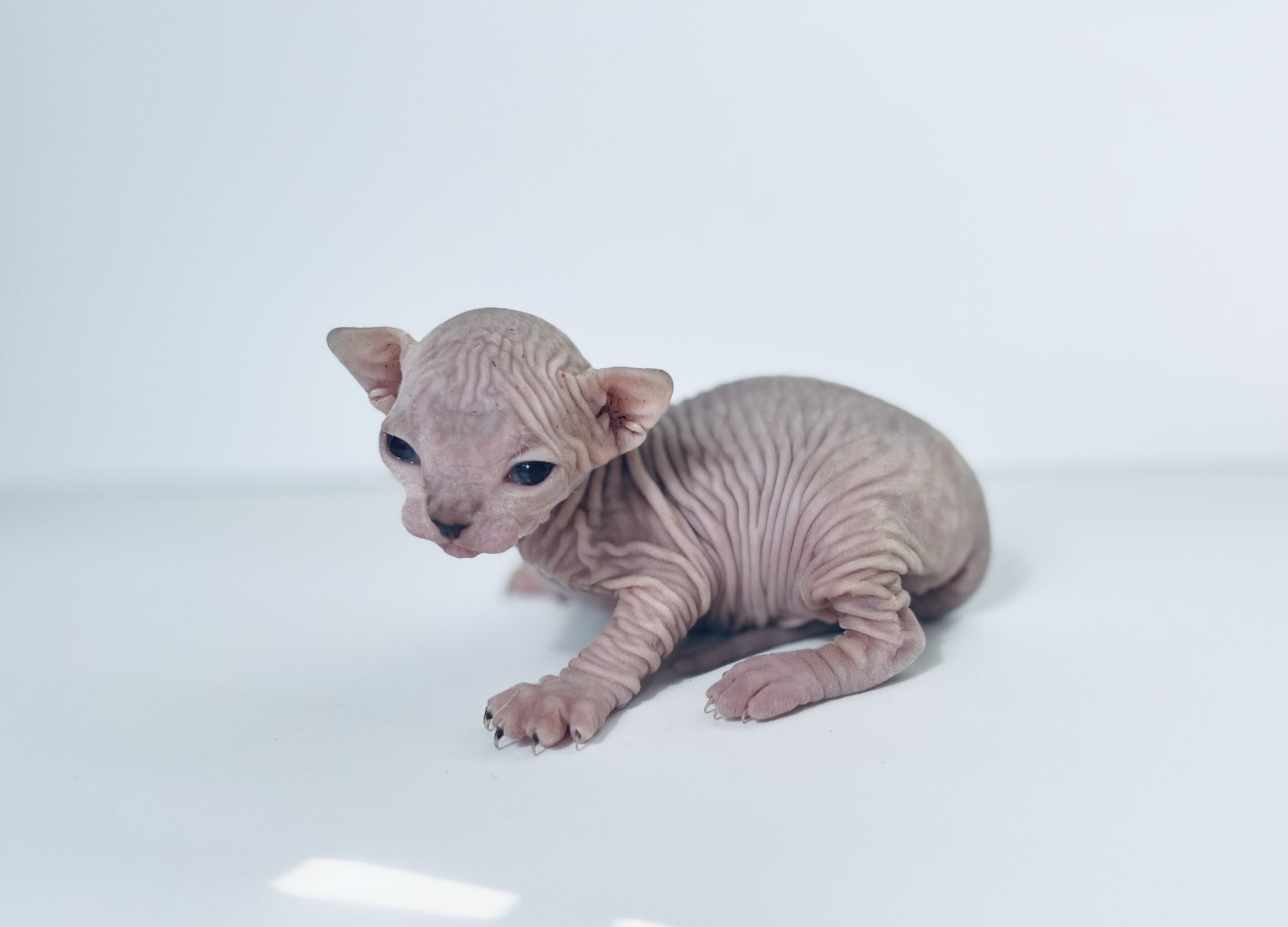 Mink Tabby Sphynx Kitten for sale