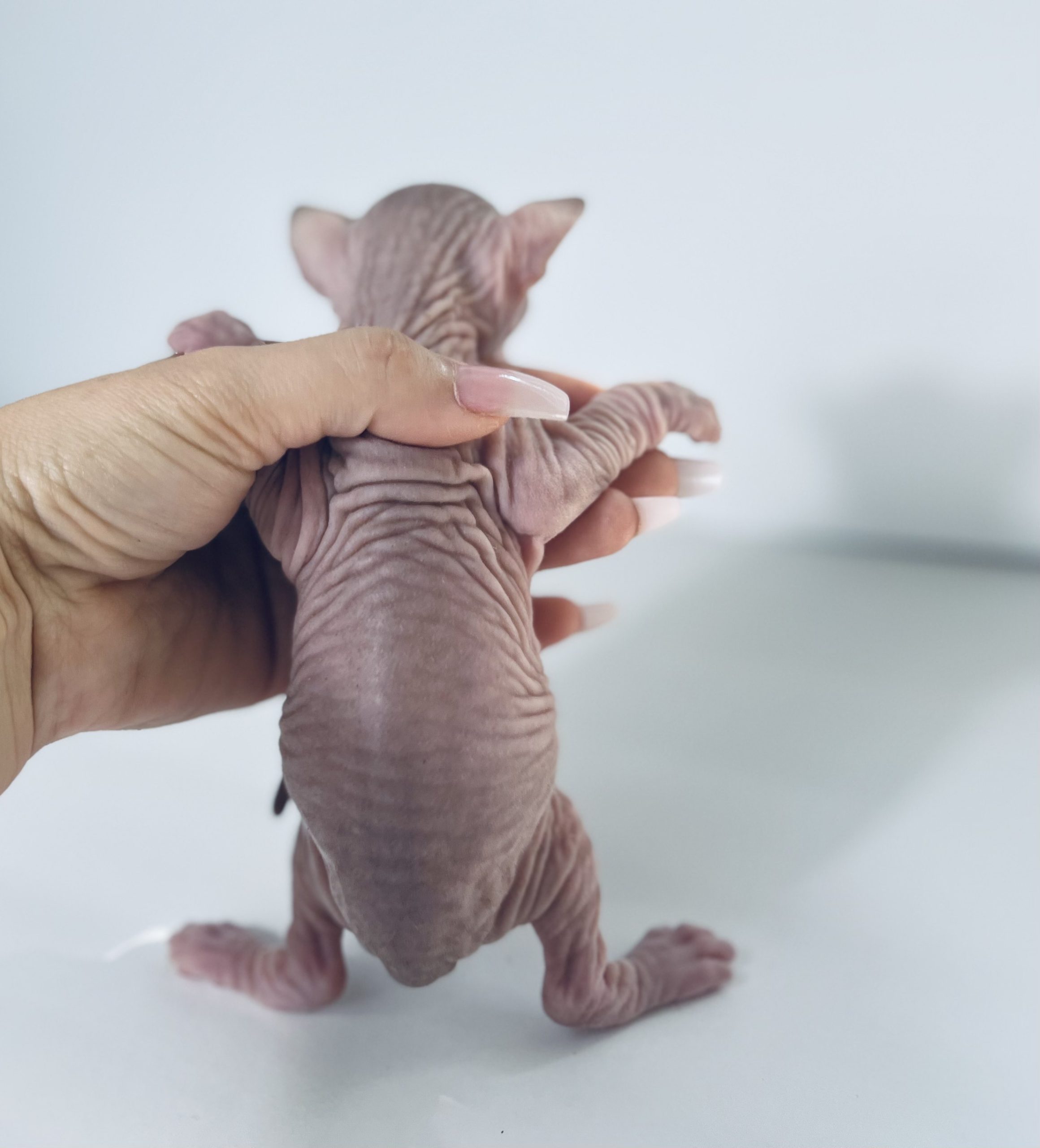Mink Tabby Sphynx Kitten